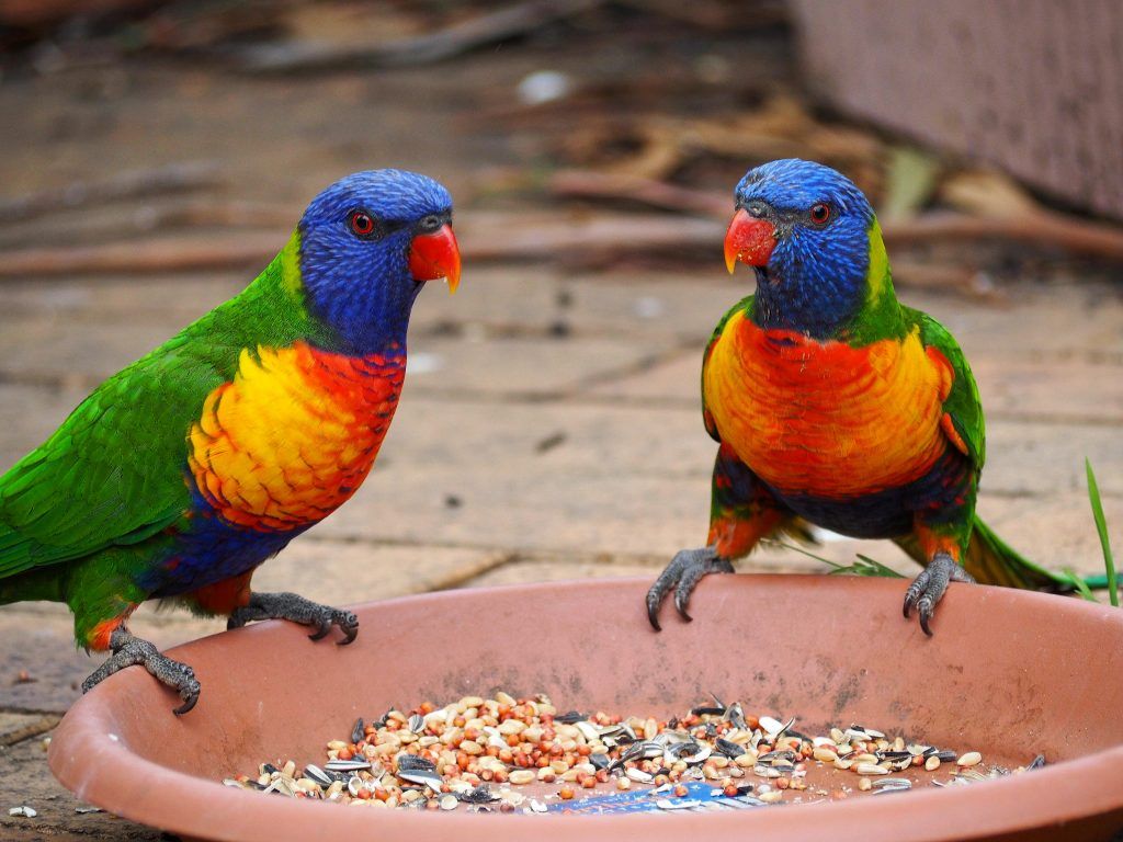 1024x768 Common Native Australian Birds of the Blue Mountains of the Blue Mountains