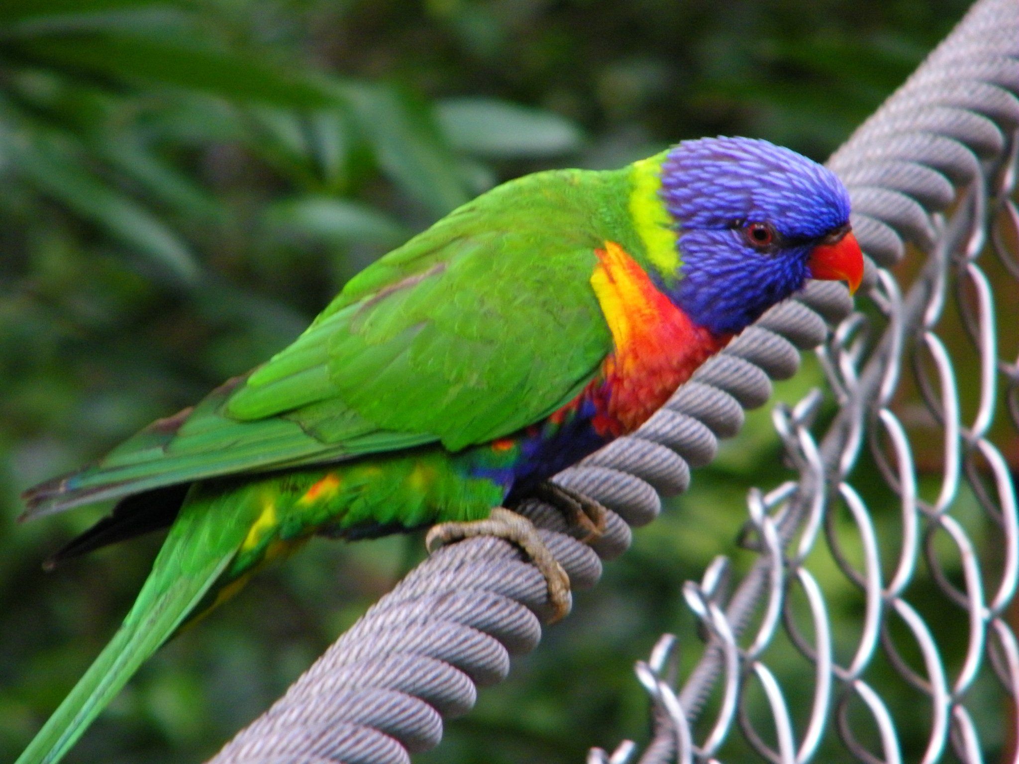 2048x1536 Australian Birds Jurong Bird