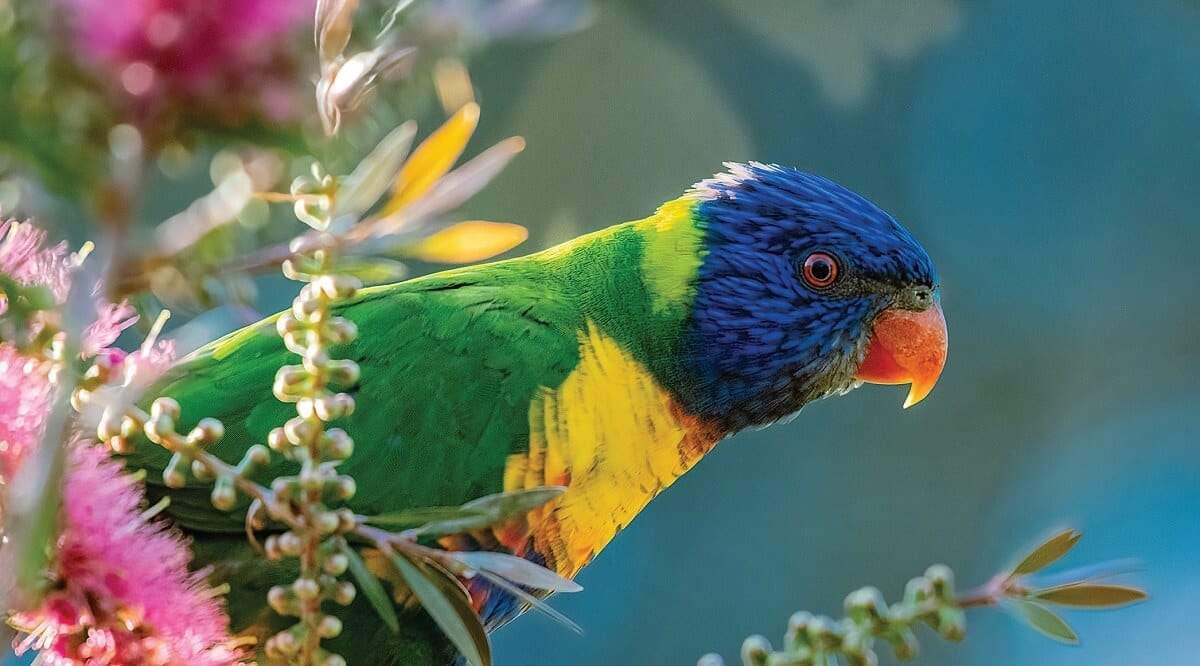 1200x666 Australian Wildlife
