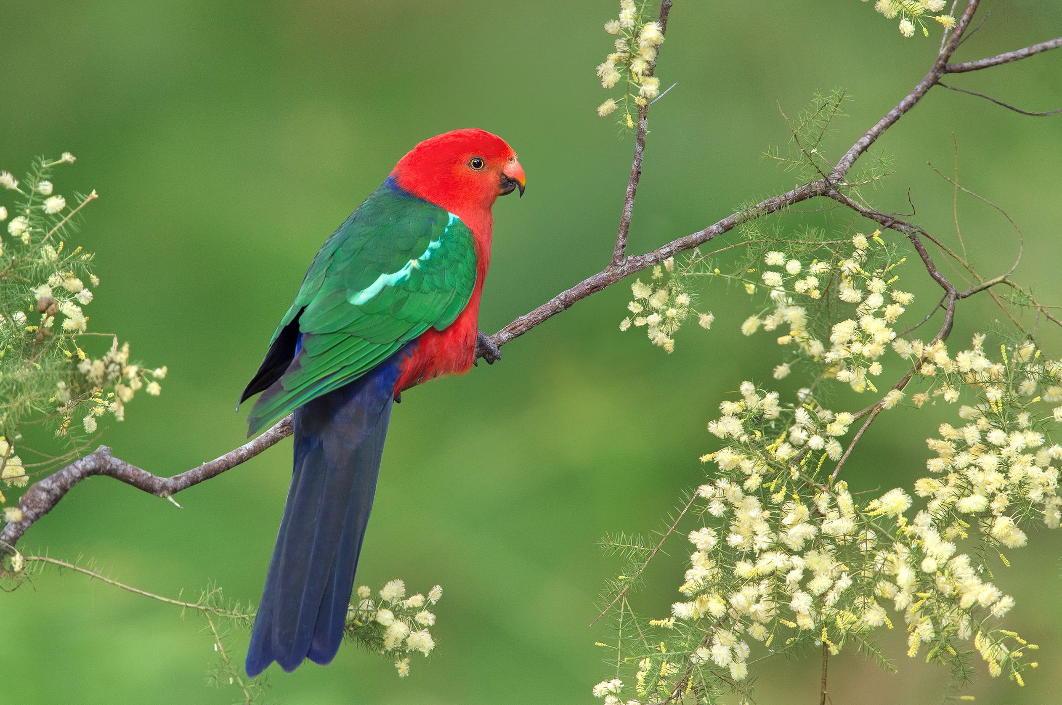 2100x1394 Download Branch Bird Parrot Australian King Parrot Animal King Parrot HD Wallpaperx1394