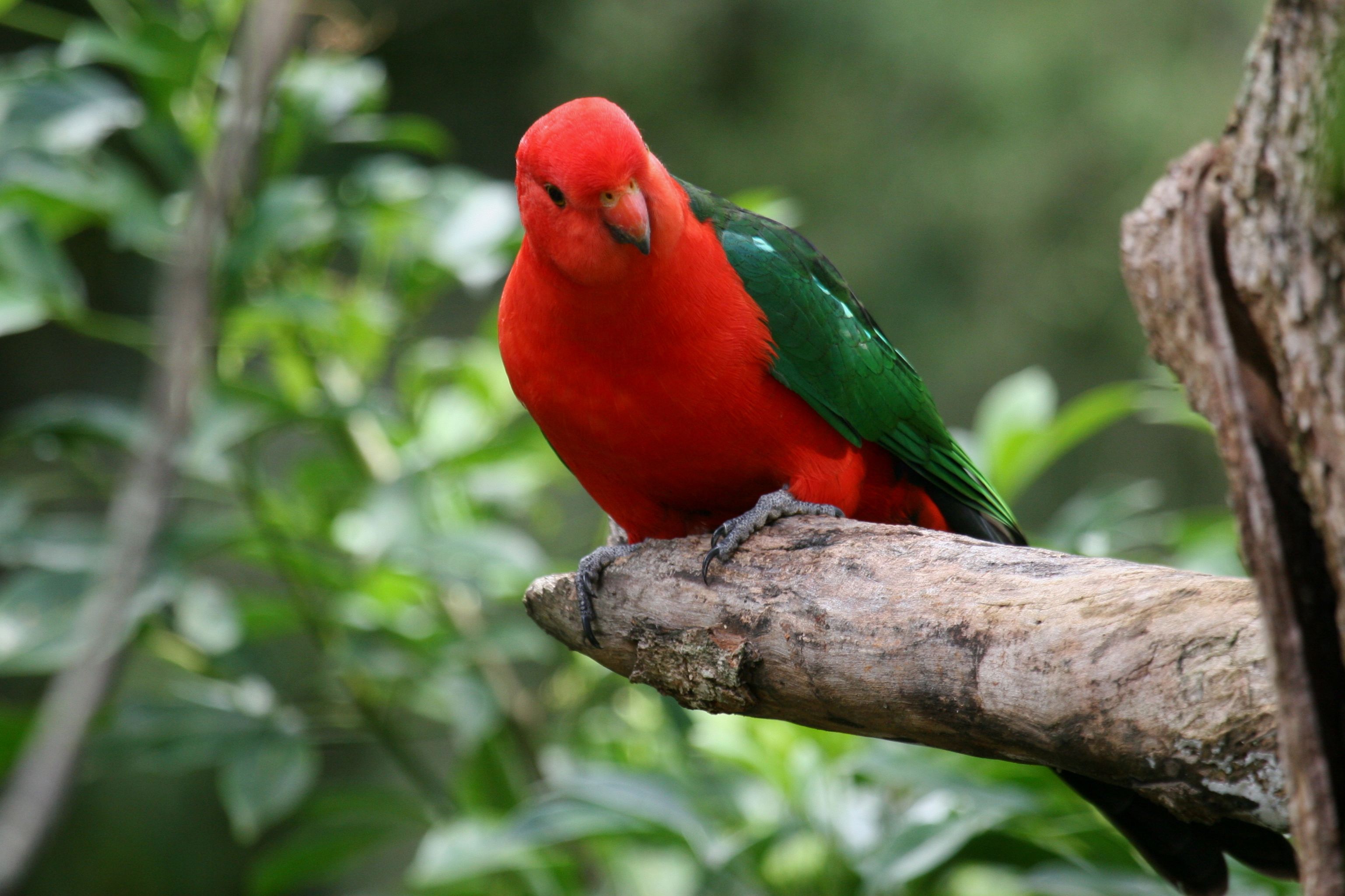 3074x2048 Australian King Parrot. BIRDS In BACKYARDS
