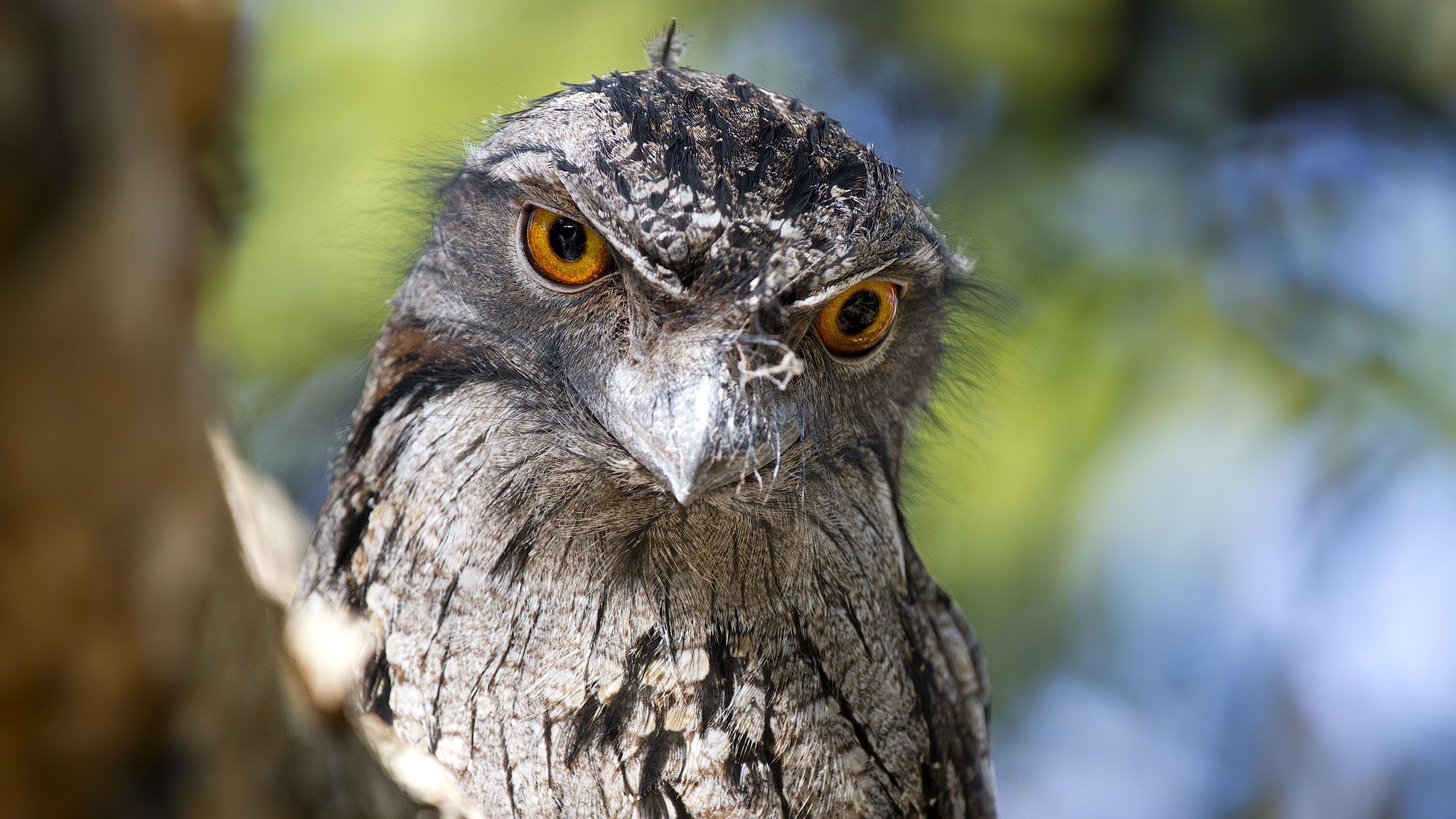 2048x1152 Meet the Frogmouth, Australia's Weirdest Bird