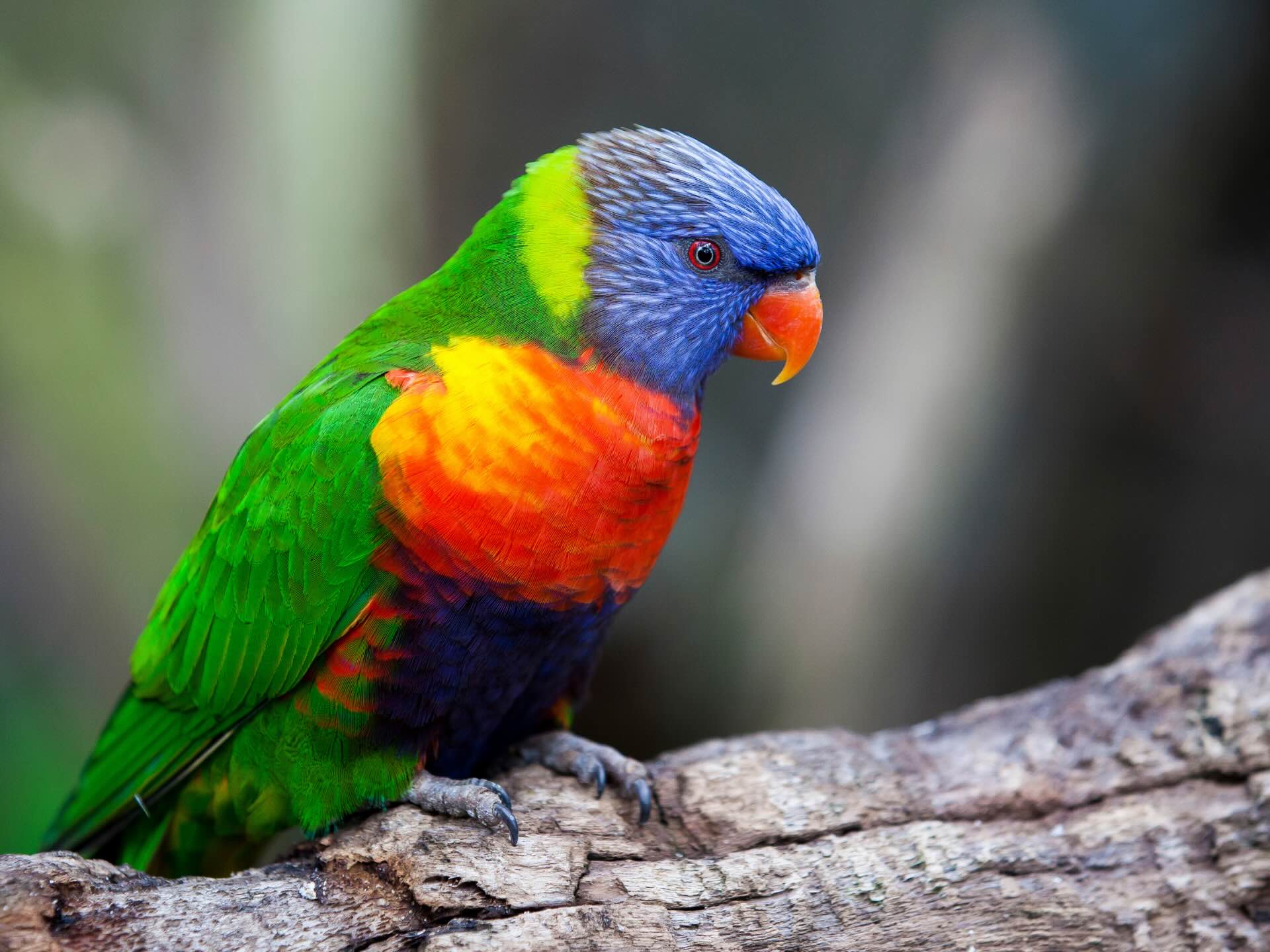 1920x1440 When Australian Birds Become Invasive. LYFER Avian Journal