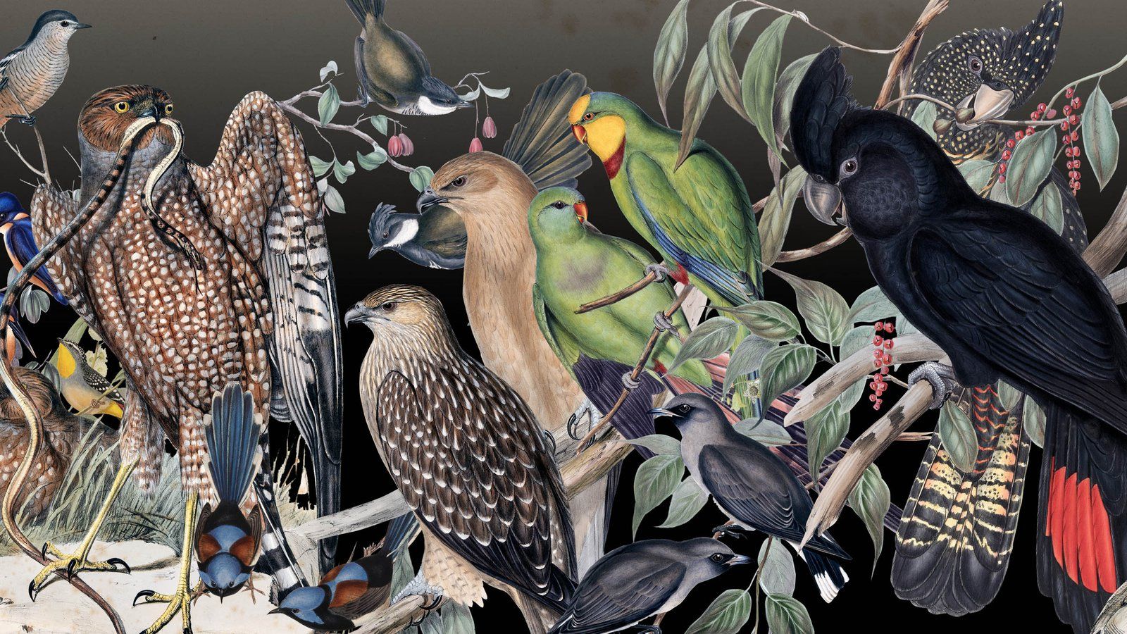 1600x900 The Birds of Australia Australian Museum