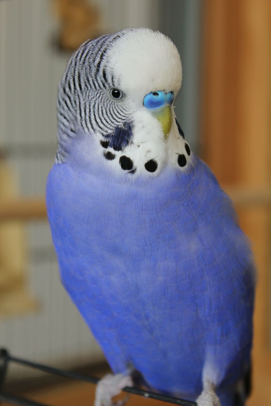 910x1365 Australian parrot 1080P, 2K, 4K, 5K HD wallpaper free download
