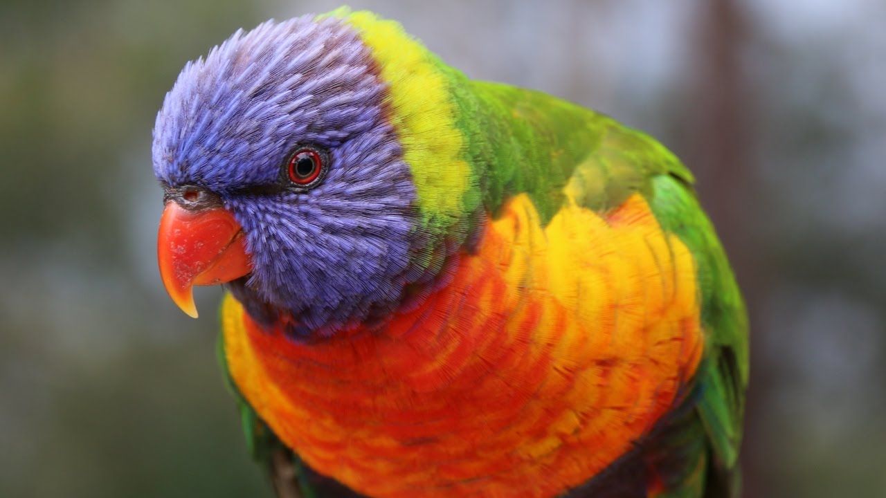 1280x720 Aussie Beauties Tribute to Australian Birds