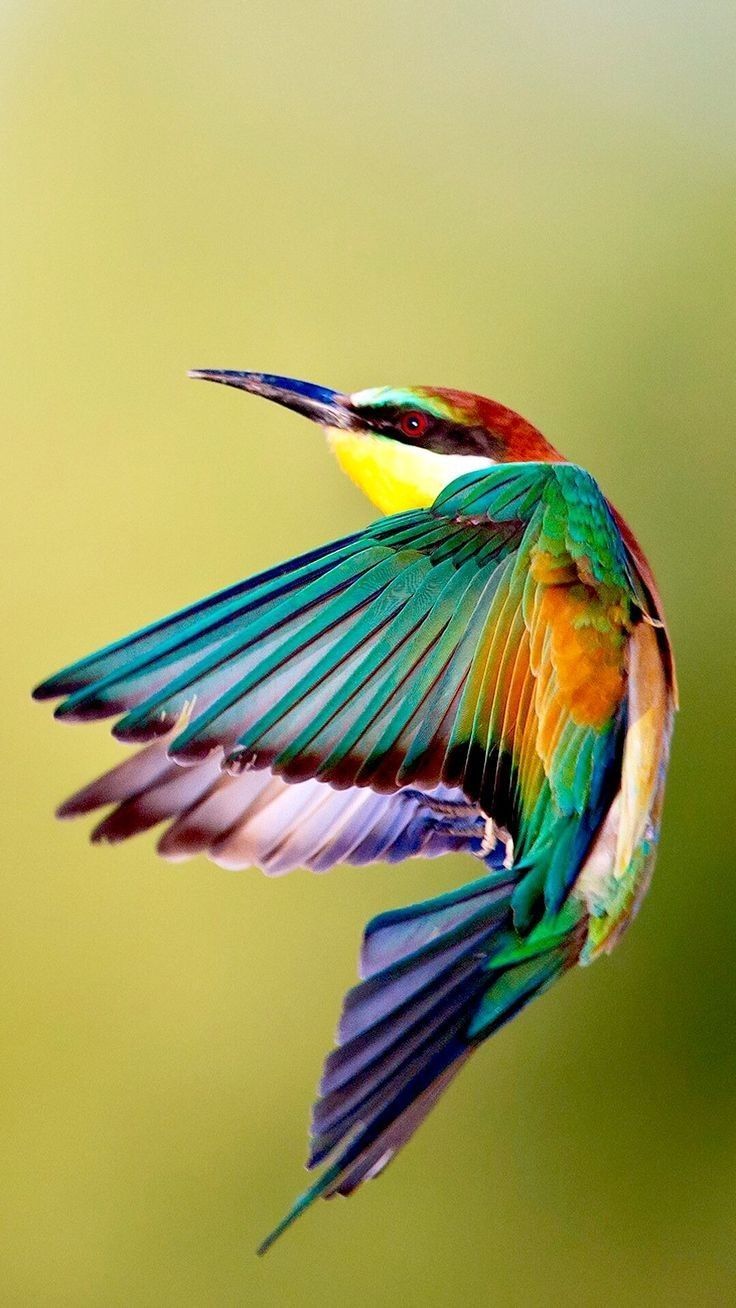 736x1308 Bird