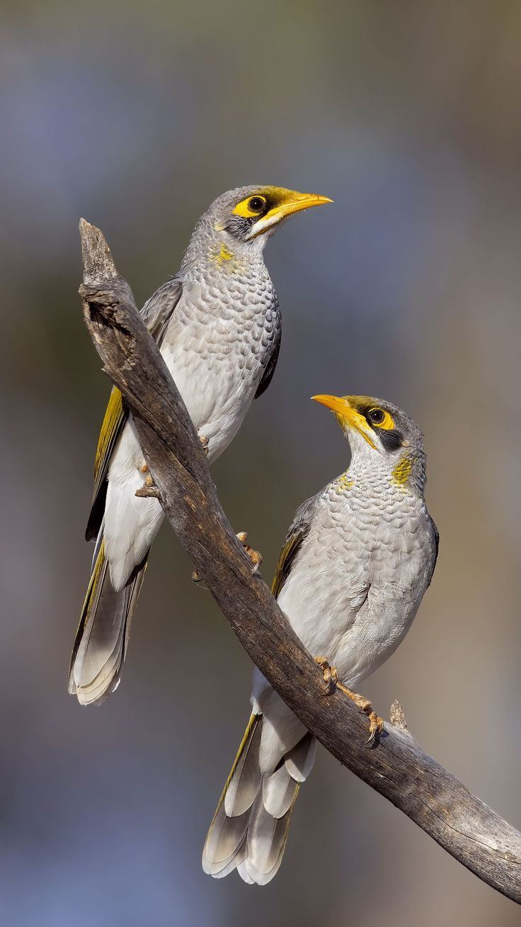 736x1308 Wallpaper Yellow Throated Miner, Miner, Birds, Branch, Wildlife, Animals 4K By Patrickkavanagh. Download Wallpaper Yellow Throated Miner, Miner, Birds, Branch, Wildlife For Free