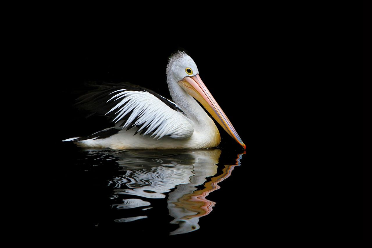 1280x853 Australia Pelican Sea Birds