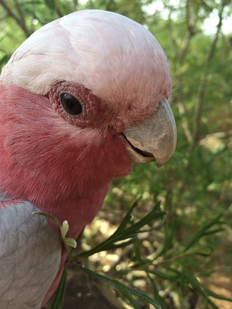 910x1213 HD Wallpaper: Australia, Alice Springs, Australian Bird, Rose Breasted Cockatoo