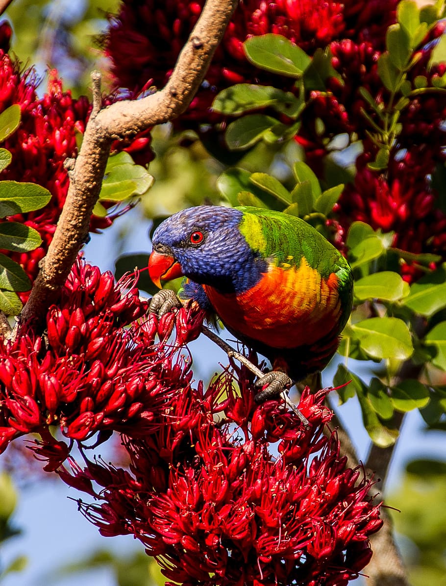 910x1195 HD wallpaper: rainbow lorikeet, parrot, colourful, bird, australian, wild, blossom