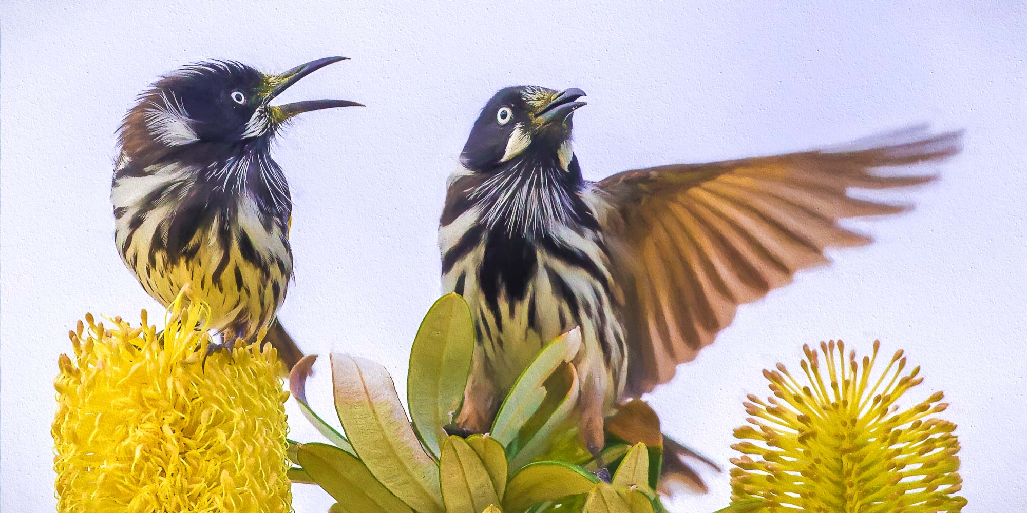 2000x1000 Digital Art: Australian Birds