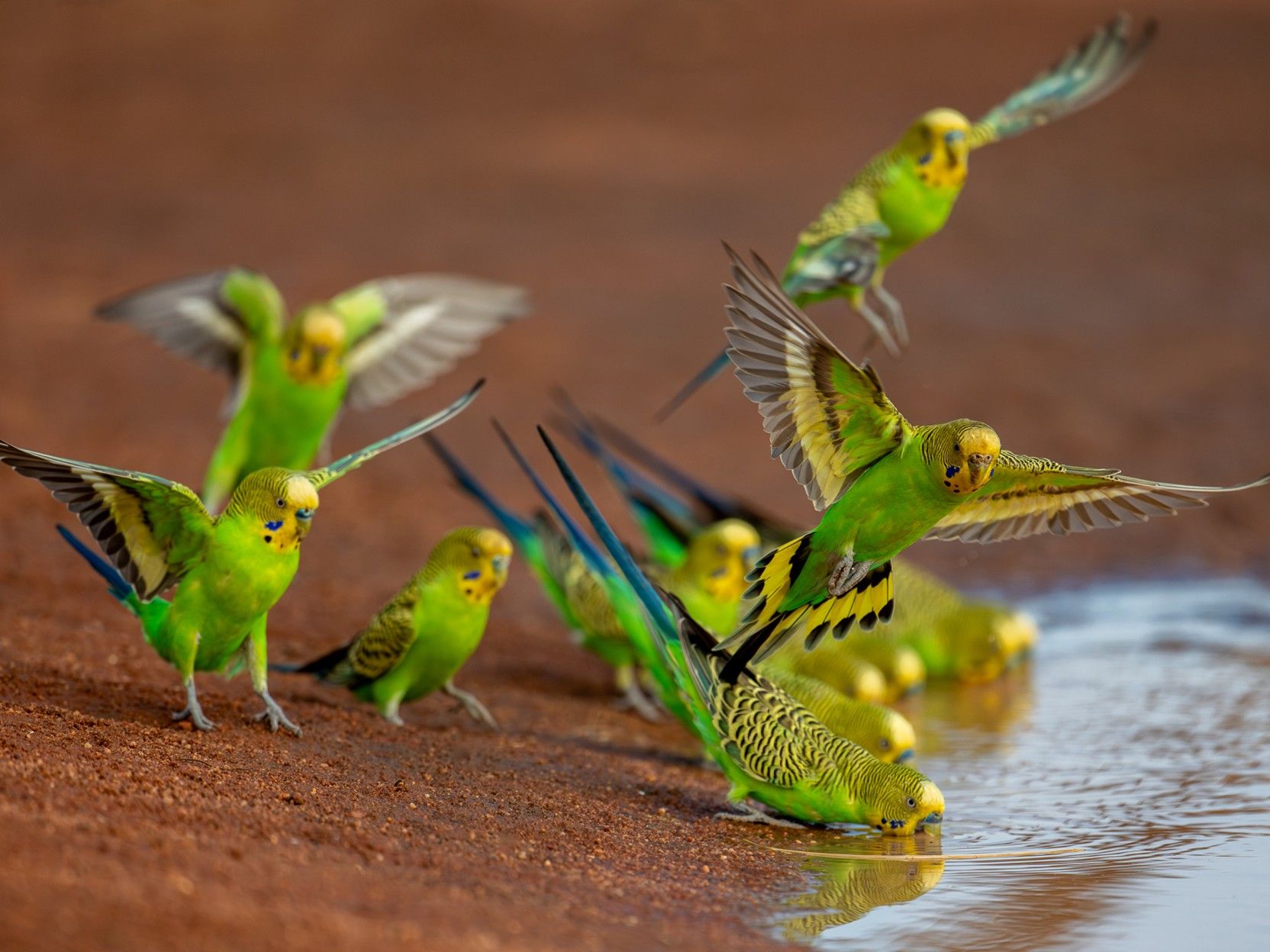 1664x1248 Australia: The land of parrots. Australian Wildlife Conservancy