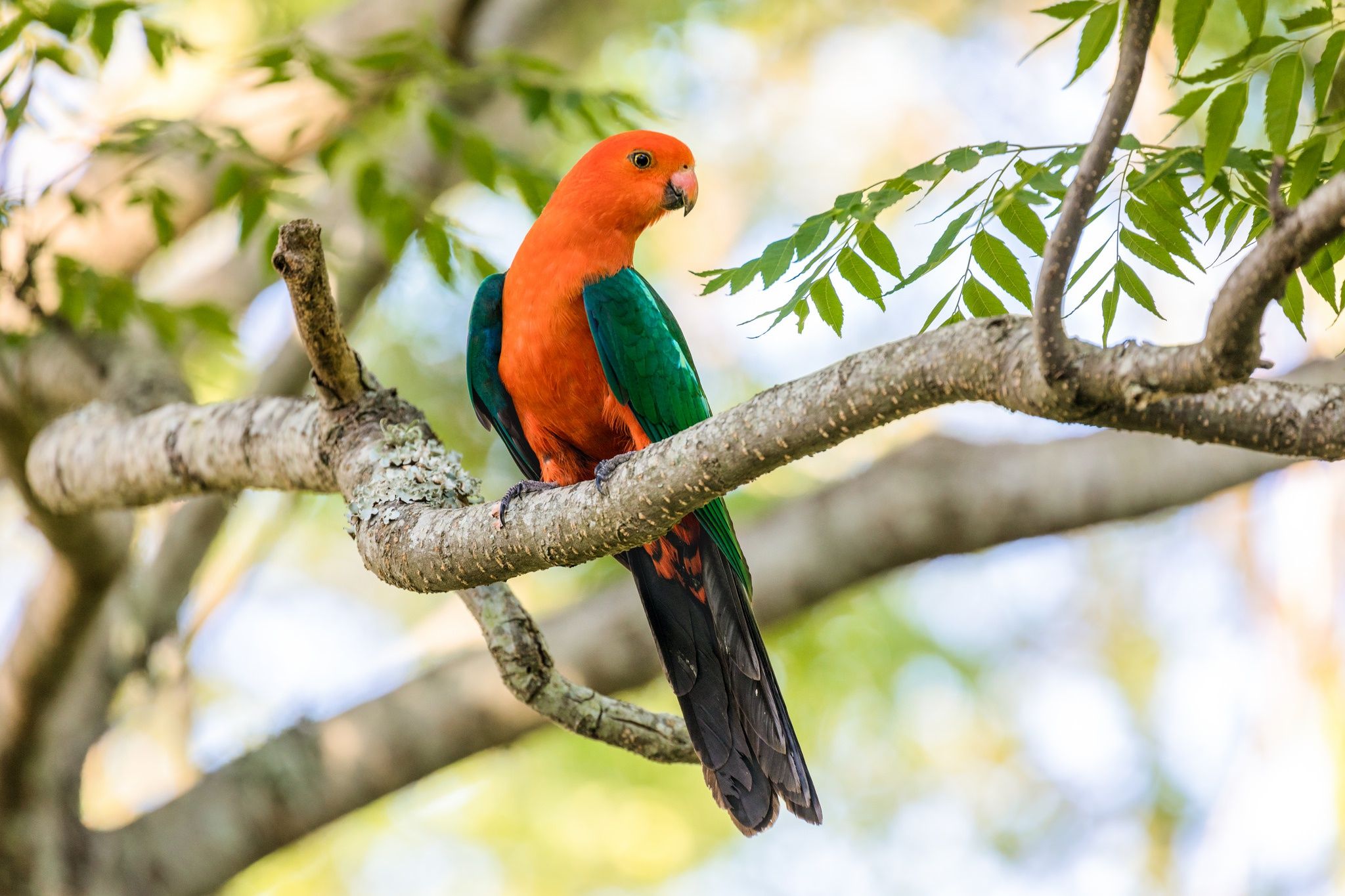 2048x1365 Download Australian King Parrot Animal King Parrot HD Wallpaperx1365