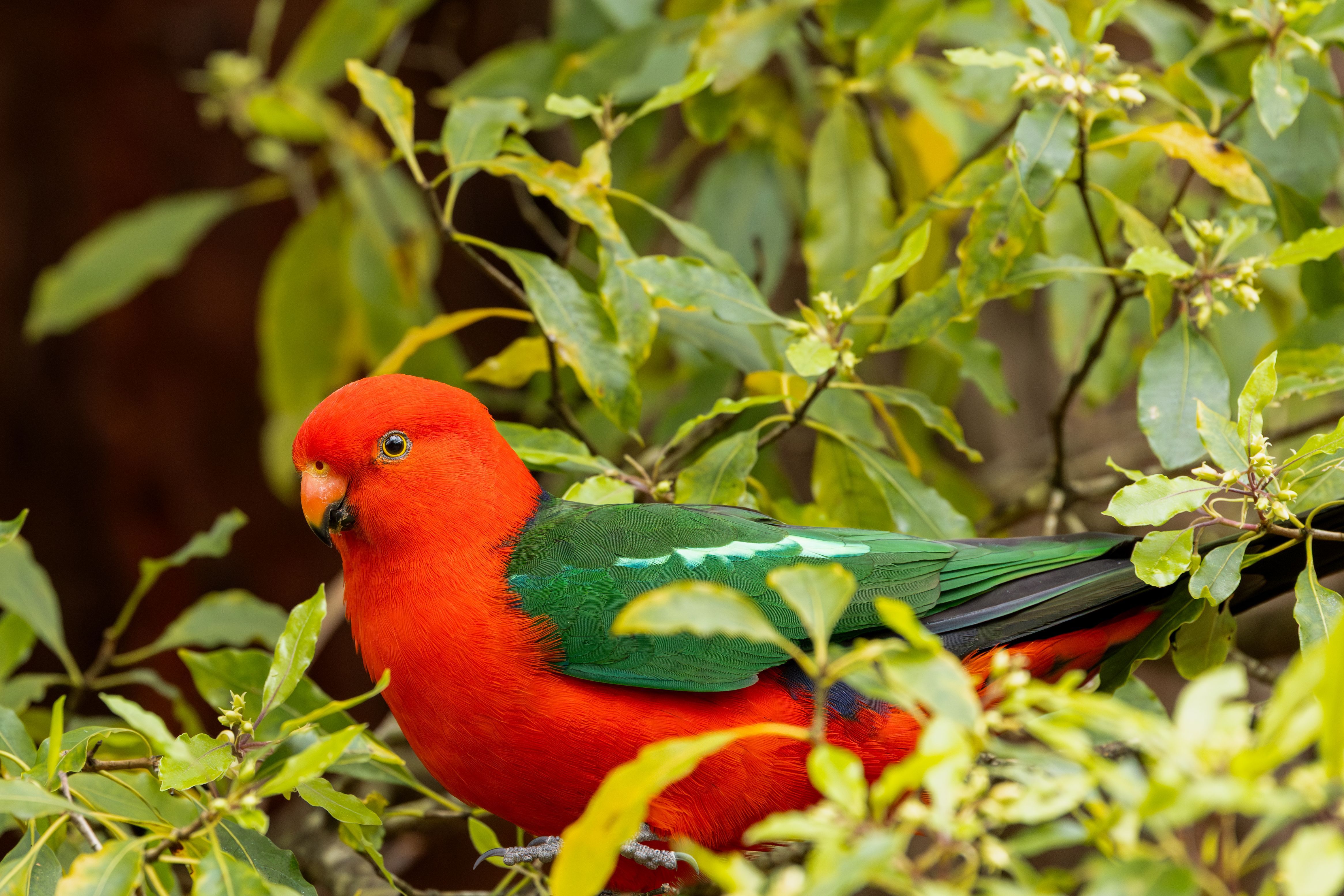 4663x3109 Vibrant Australian King Parrot in Lush Habitat · Free
