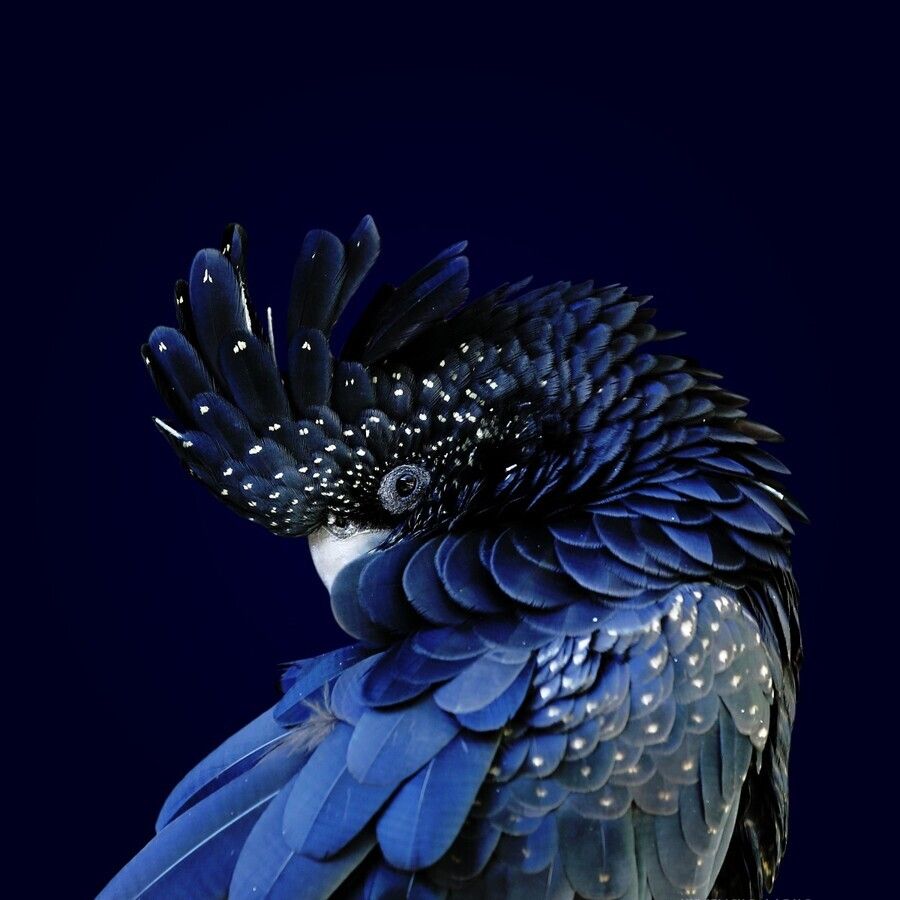 900x900 Australian Black Cockatoo Photo Portrait Square by Studio Dalio Wall Art