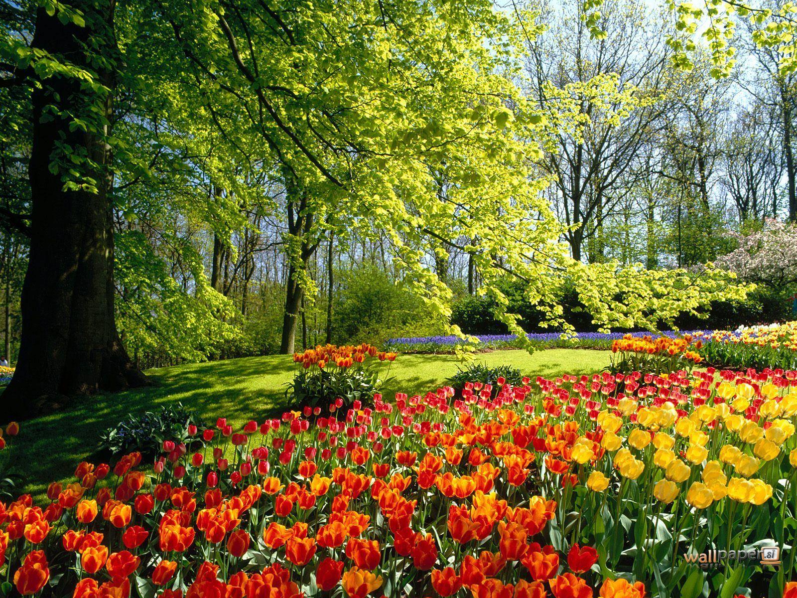 1600x1200 Keukenhof Flowers and Trees Wallpaper