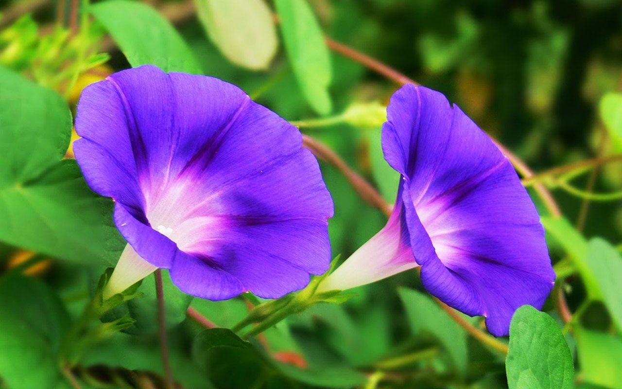 1280x800 Most viewed Morning Glory wallpaperK Wallpaper