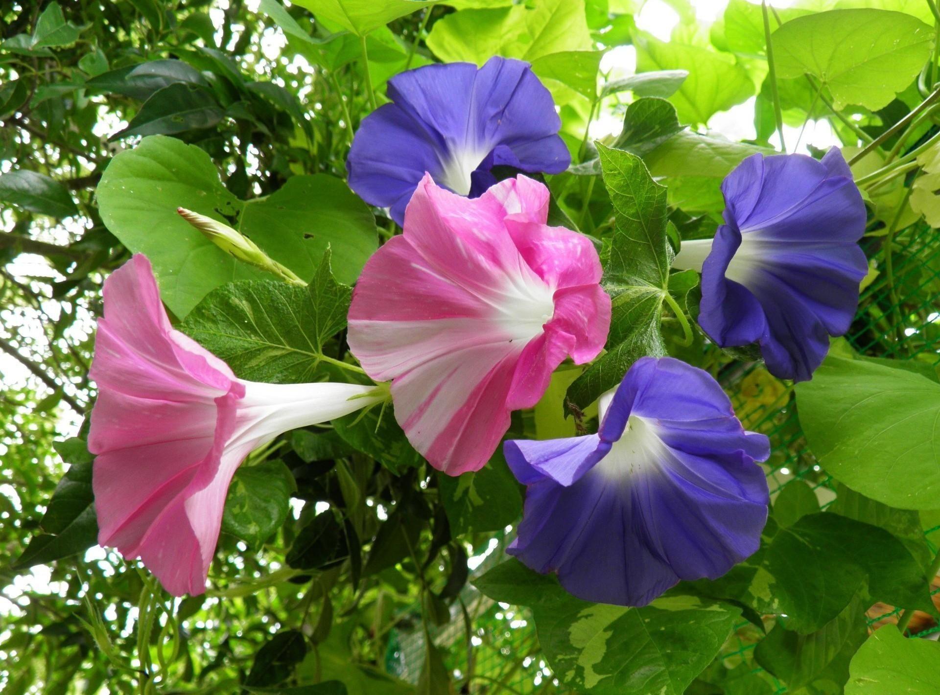 Vivid Kinds Of Morning Glory Design Concept Vivid Kinds Of Morning Glory Design Concept