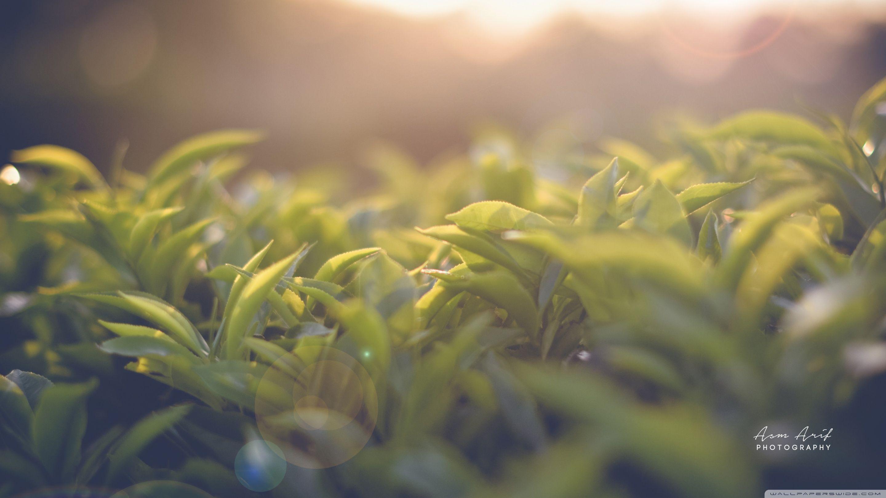 2880x1620 Tea Garden Ultra HD Hình nền cho máy tính để bàn cho: Màn hình rộng https://wallpaperaccess.com/full/2951019.jpg