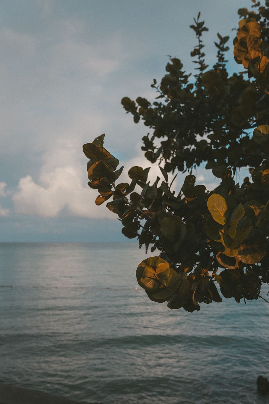 910x1365 jamaica, negril, travel, destination, tree, vacation, ocean, sea