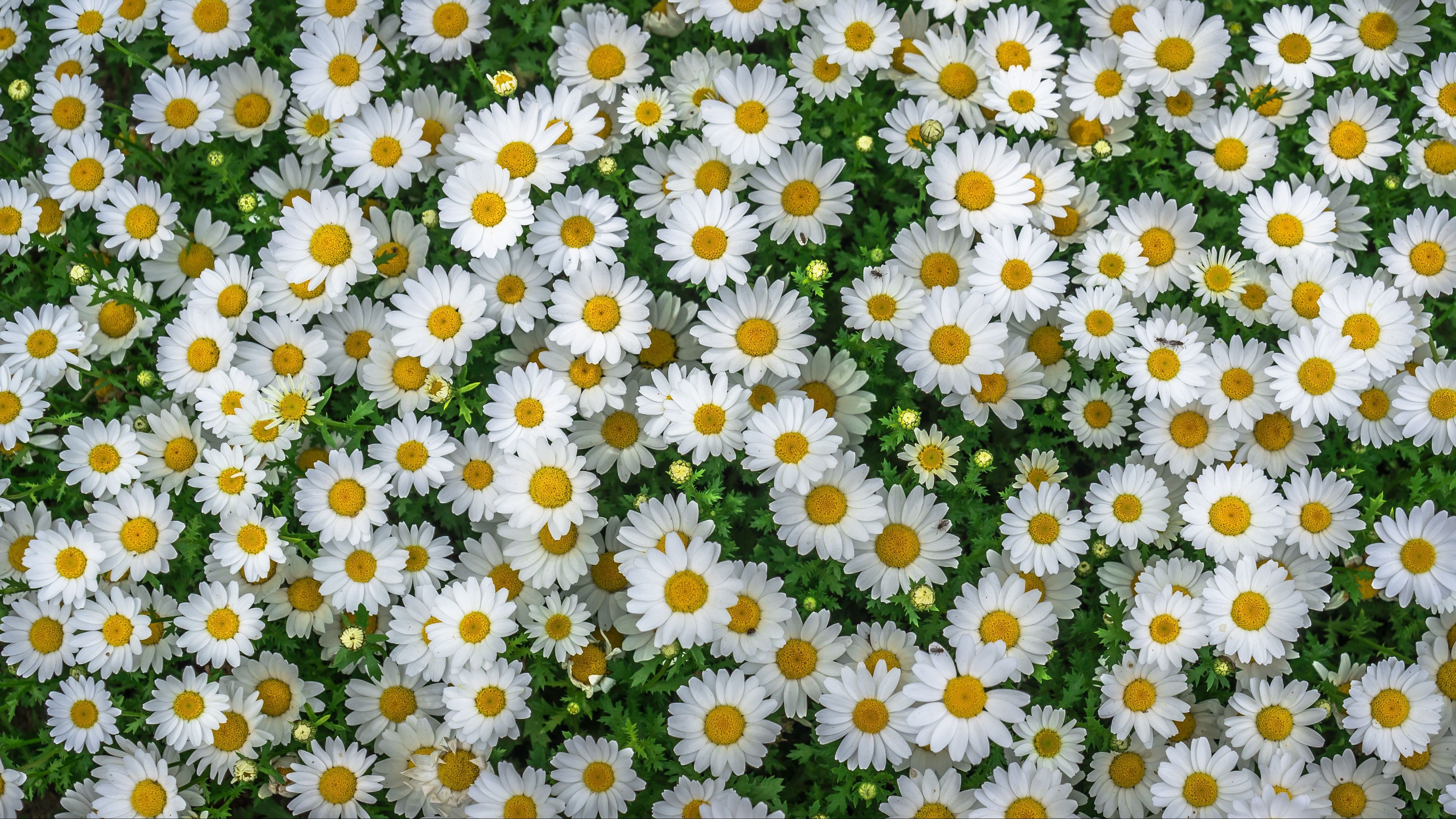 3840x2160 Download wallpaper 3840x2160 chamomile, field, flowers, flowerbed 4k uhd 16:9 HD background