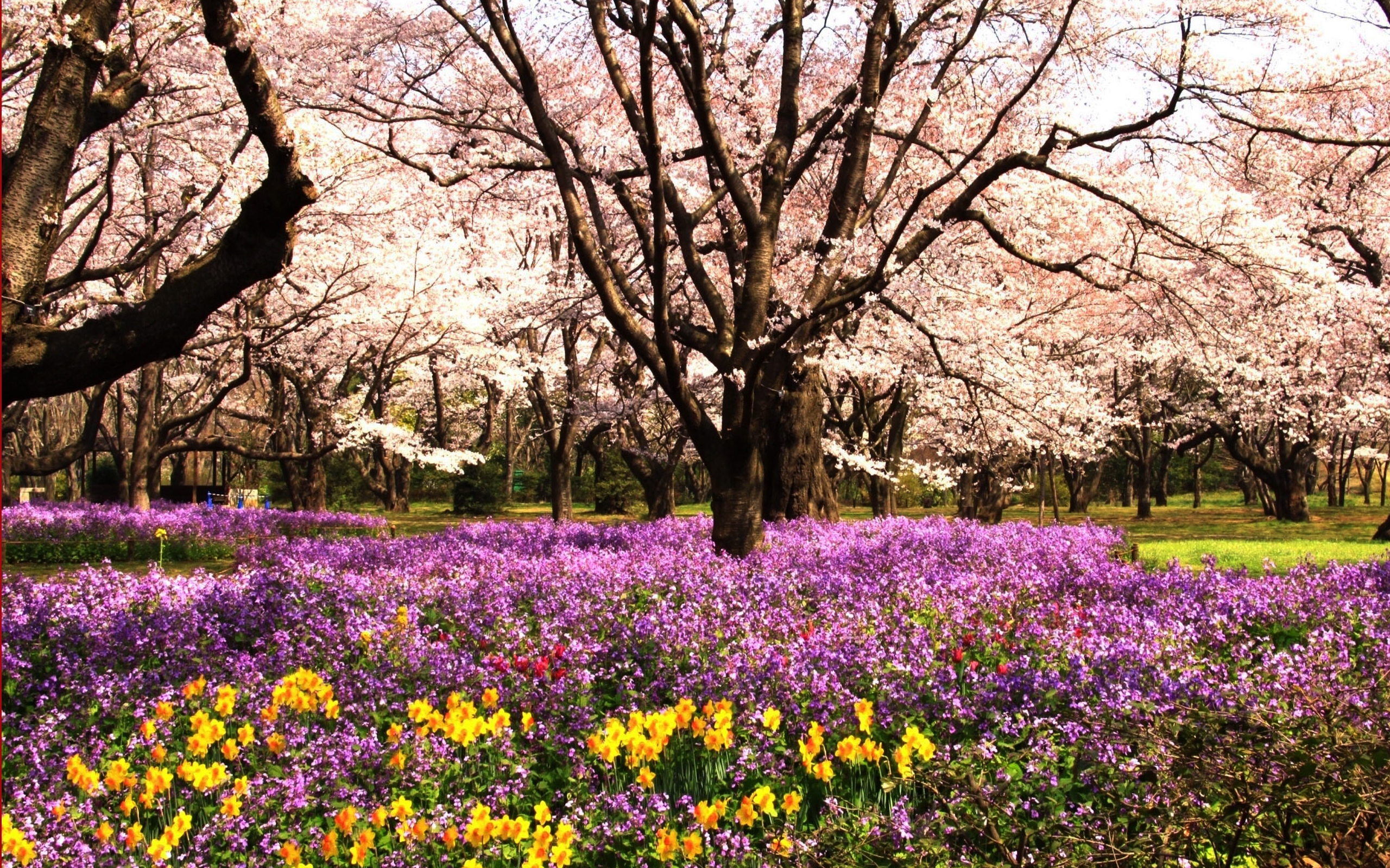 2560x1600 park, flowerbed, flowers Wallpaper, HD Nature 4K Wallpaper, Image and Background