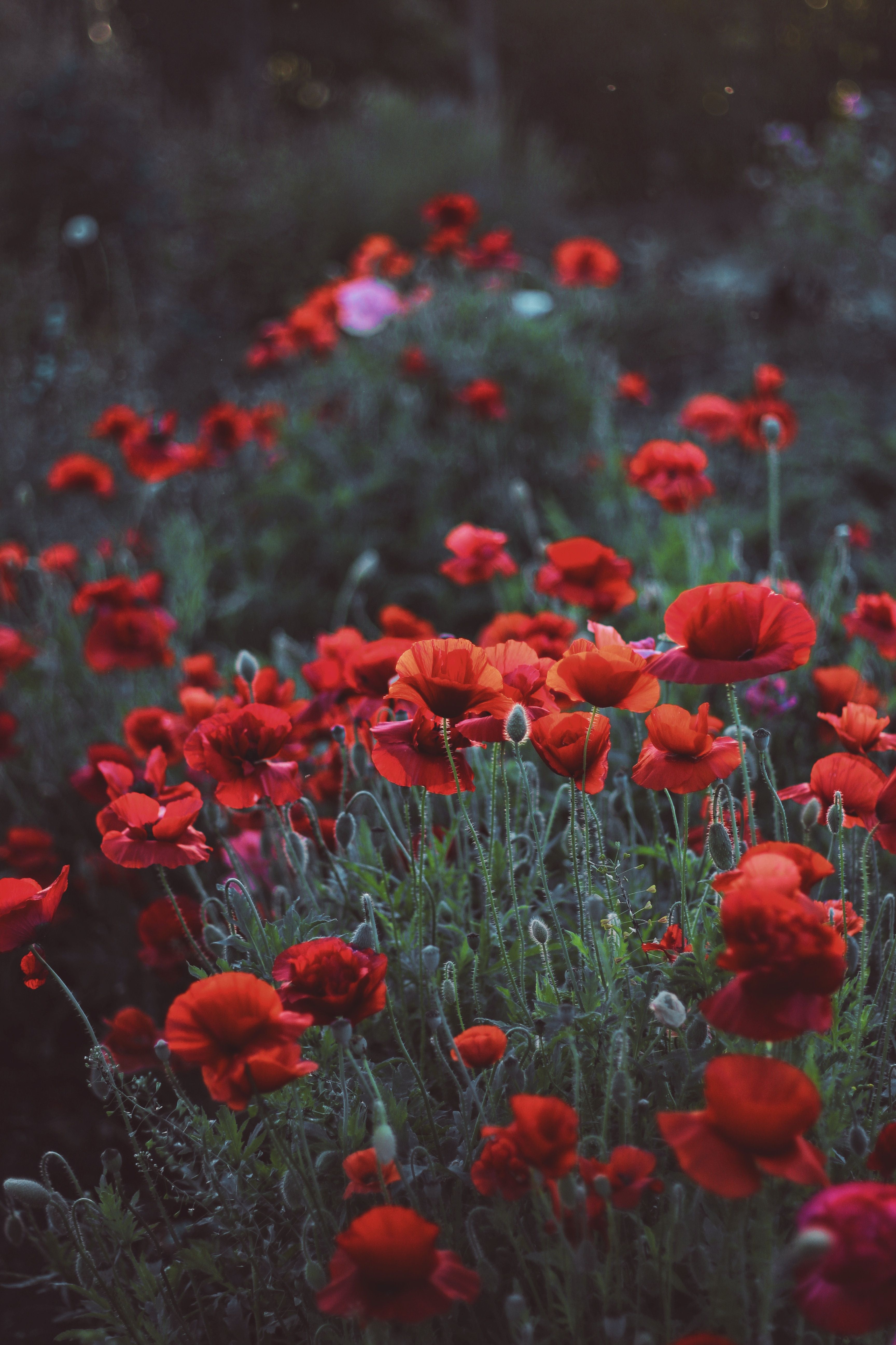3456x5184 Flowerbed Phone Wallpaper: Free 4K & HD Downloads