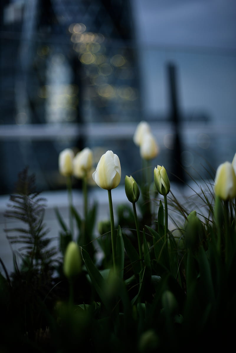 800x1198 Tulips, white, flowerbed, flowers, buds, HD phone wallpaper