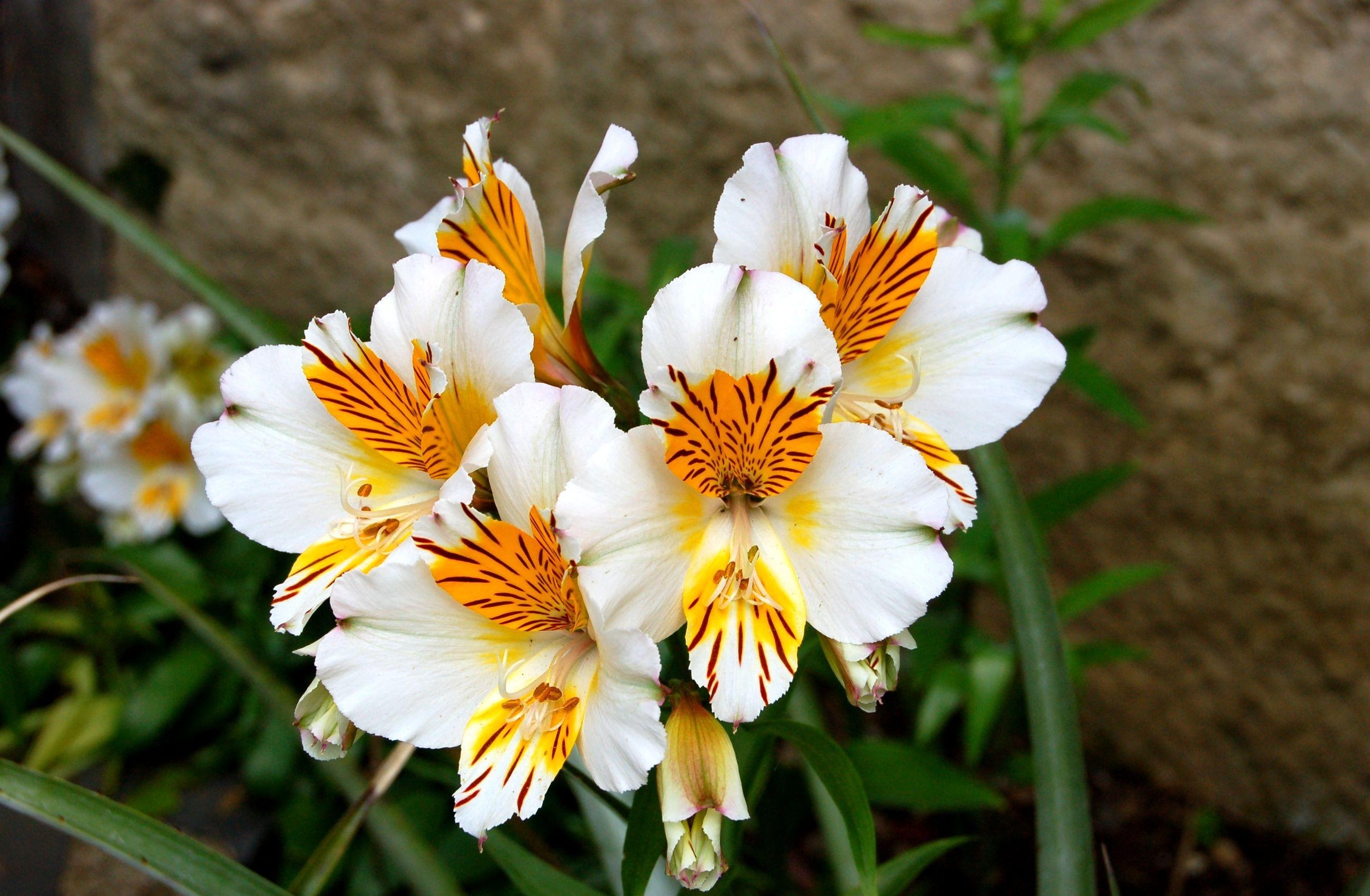 2600x1700 alstroemeria, flowers, flowerbed Wallpaper, HD Flowers 4K Wallpaper, Image and Background