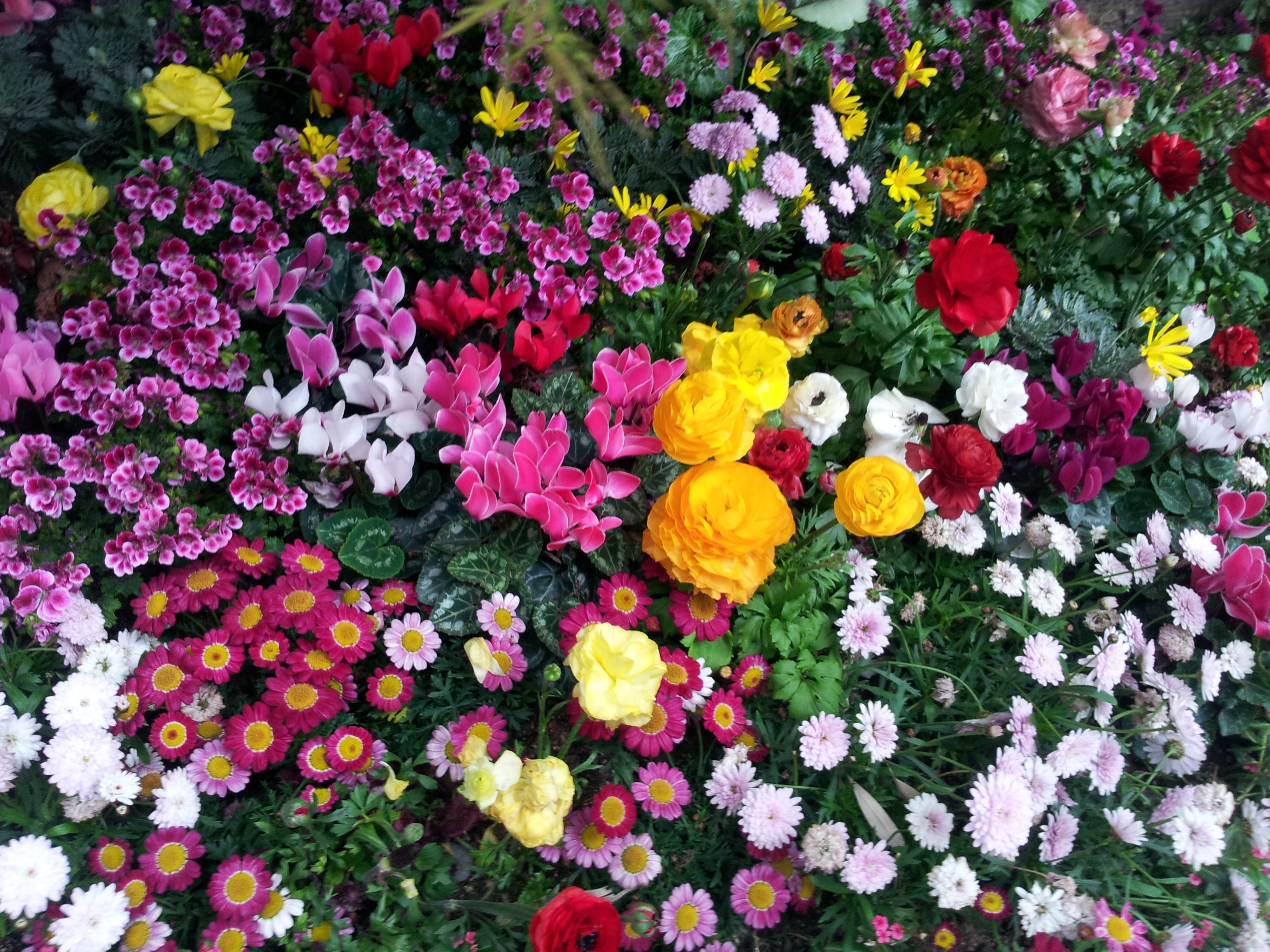 3264x2448 flowers, flowerbed, flora Wallpaper, HD Flowers 4K Wallpaper, Image and Background