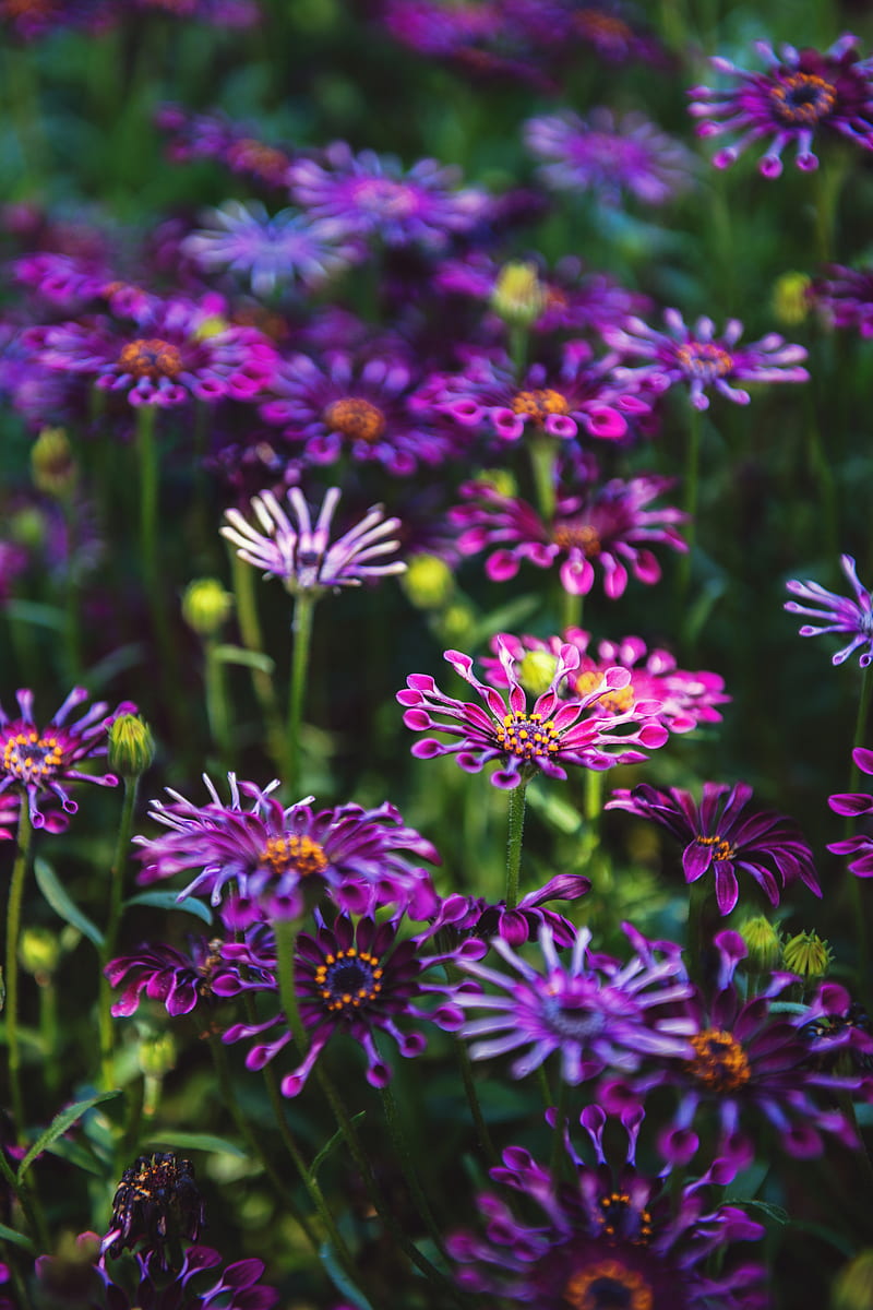 800x1200 Osteospermum, flowers, flowerbed, bloom, HD phone wallpaper