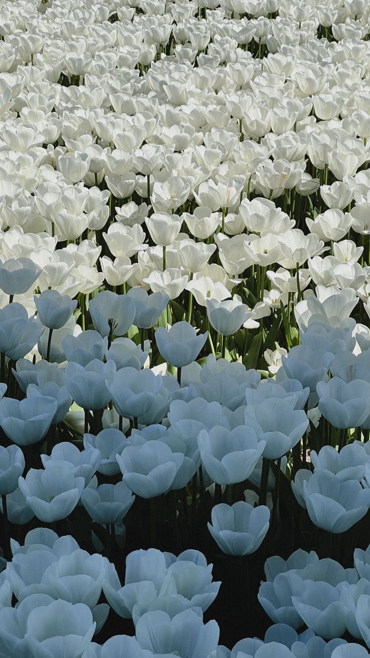 736x1308 Wallpaper flowers, tulips, white, field, flowerbed, spring, Flowers 4K by Maripoposa. Download wallpaper flowers, tulips, white, field, flowerbed, spring for free