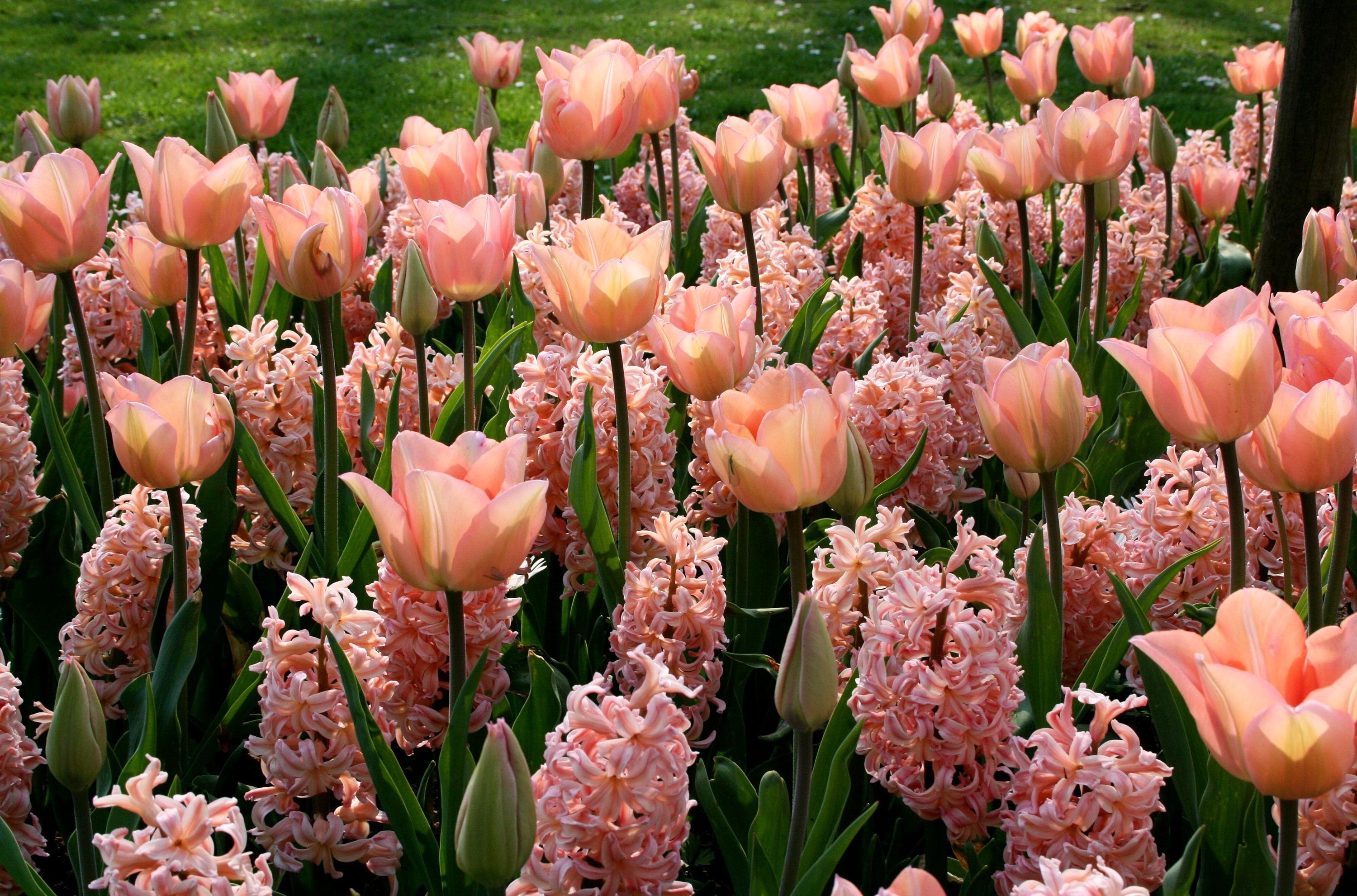3000x1980 tulips, hyacinths, flowerbed Wallpaper, HD Flowers 4K Wallpaper, Image and Background
