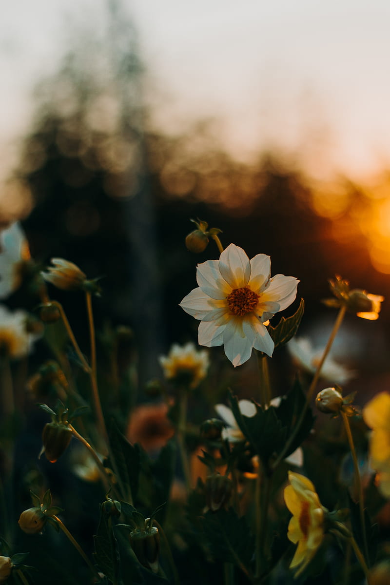 800x1200 White flowers, buds, sunset, flowerbed, Flowers, HD phone wallpaper