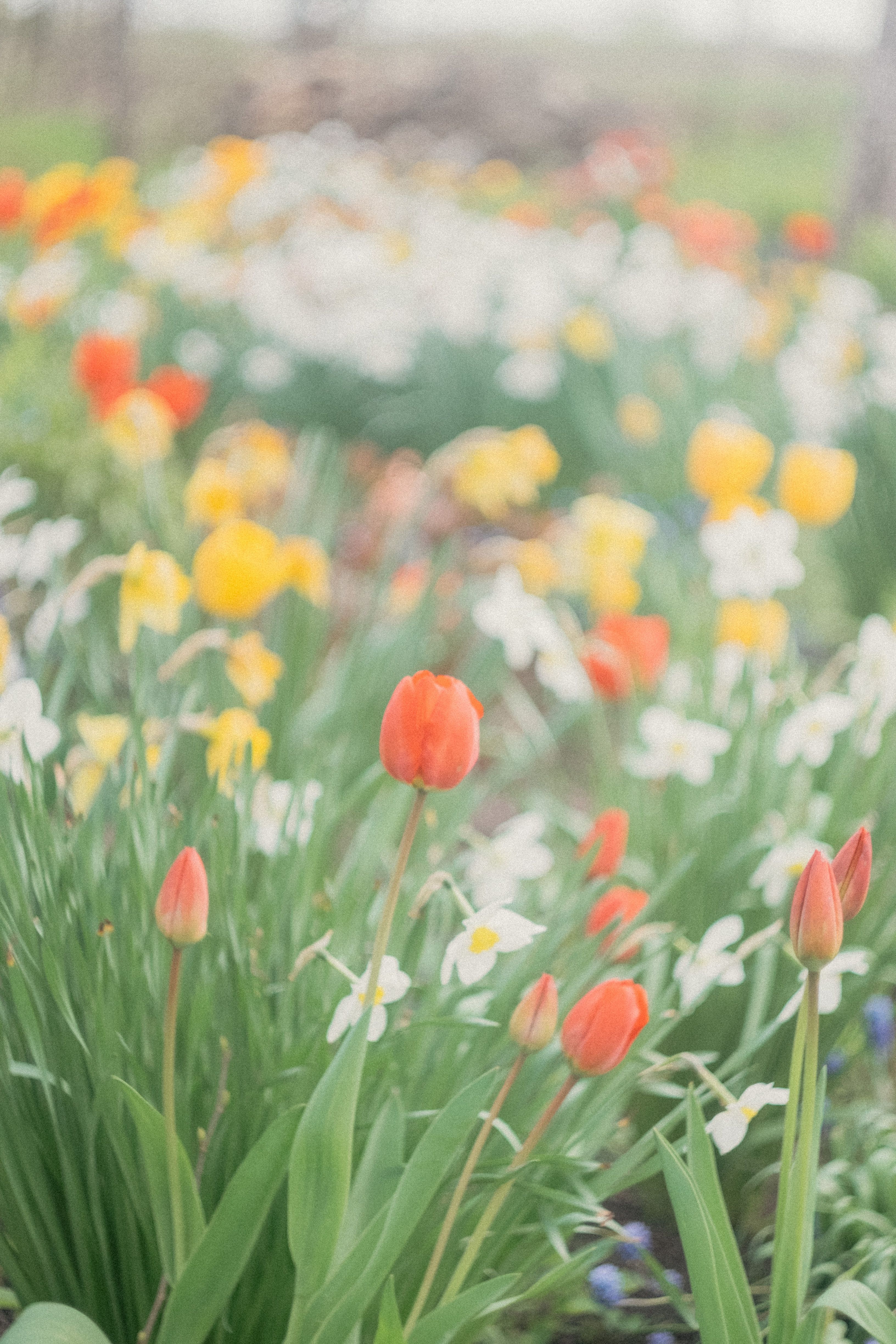 3264x4896 Flowerbed of Tulips and Daffodils · Free