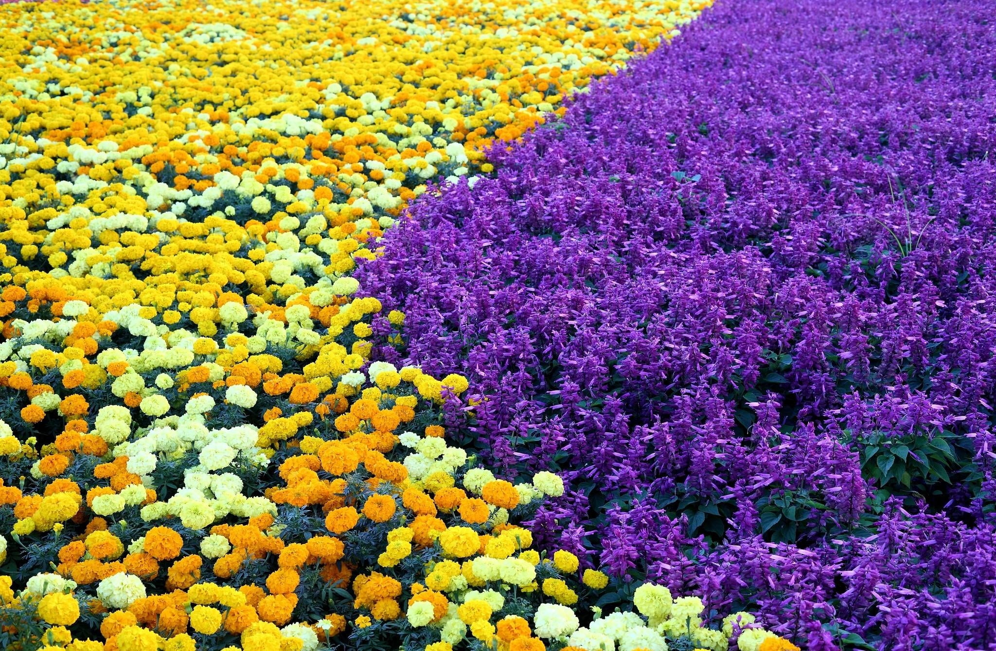 2048x1340 Yellow and purple flower bed HD wallpaper