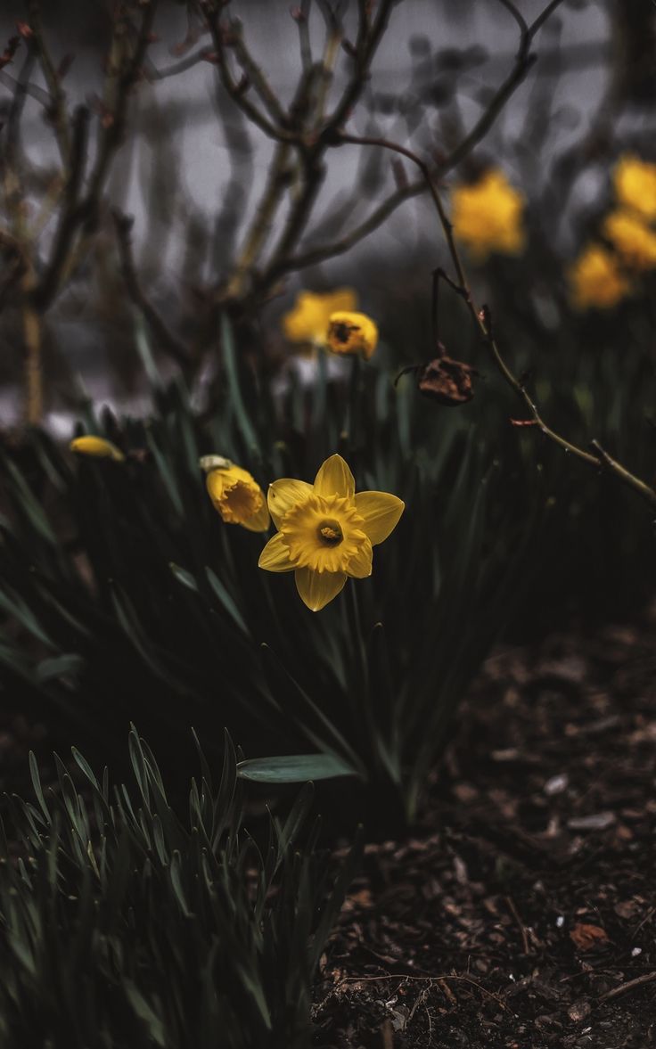 736x1177 Wallpaper narcissus flower bed blur flowers