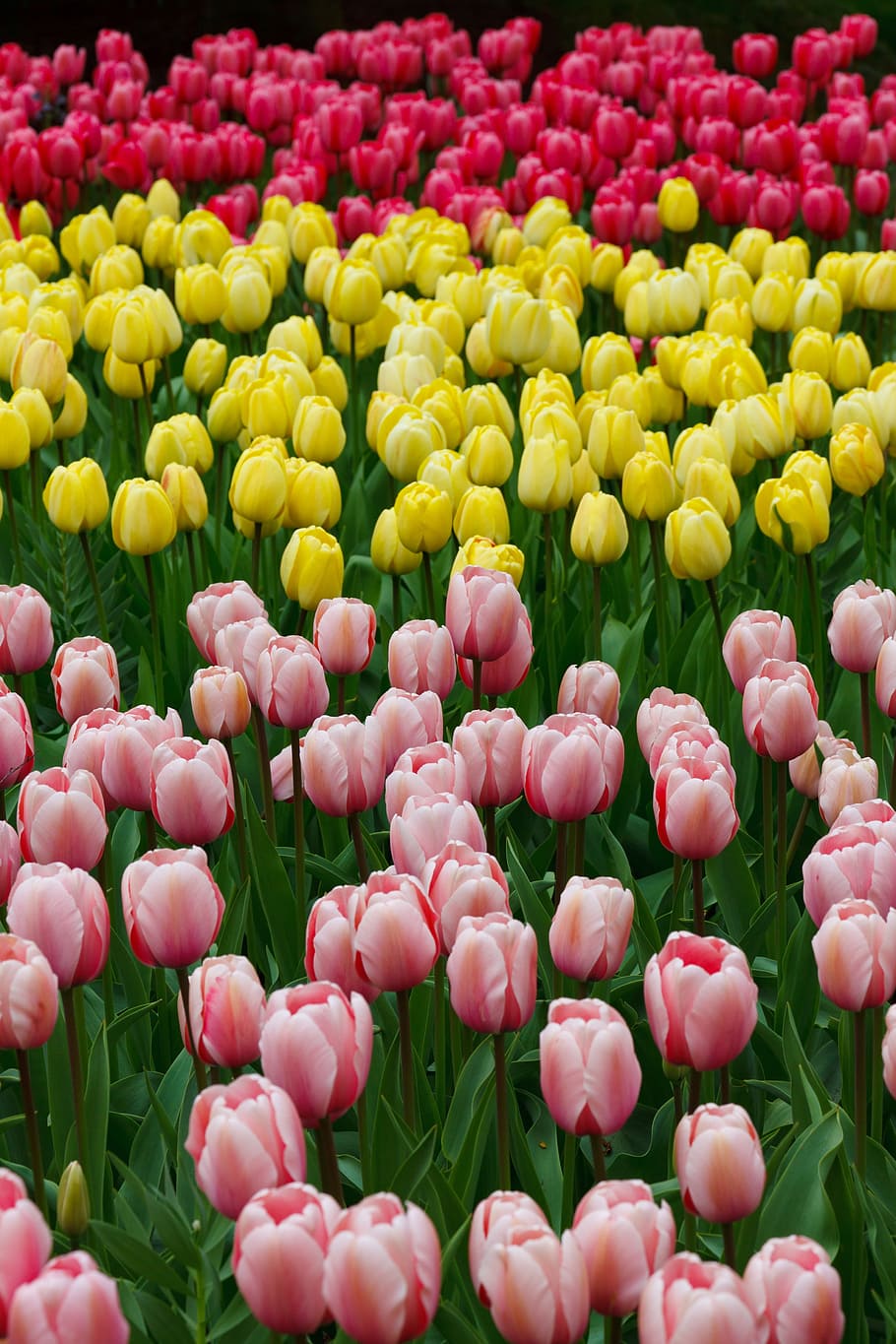 910x1365 HD wallpaper: Flower, Bed, Bloom, Blossom, Color, colorful, field, flora