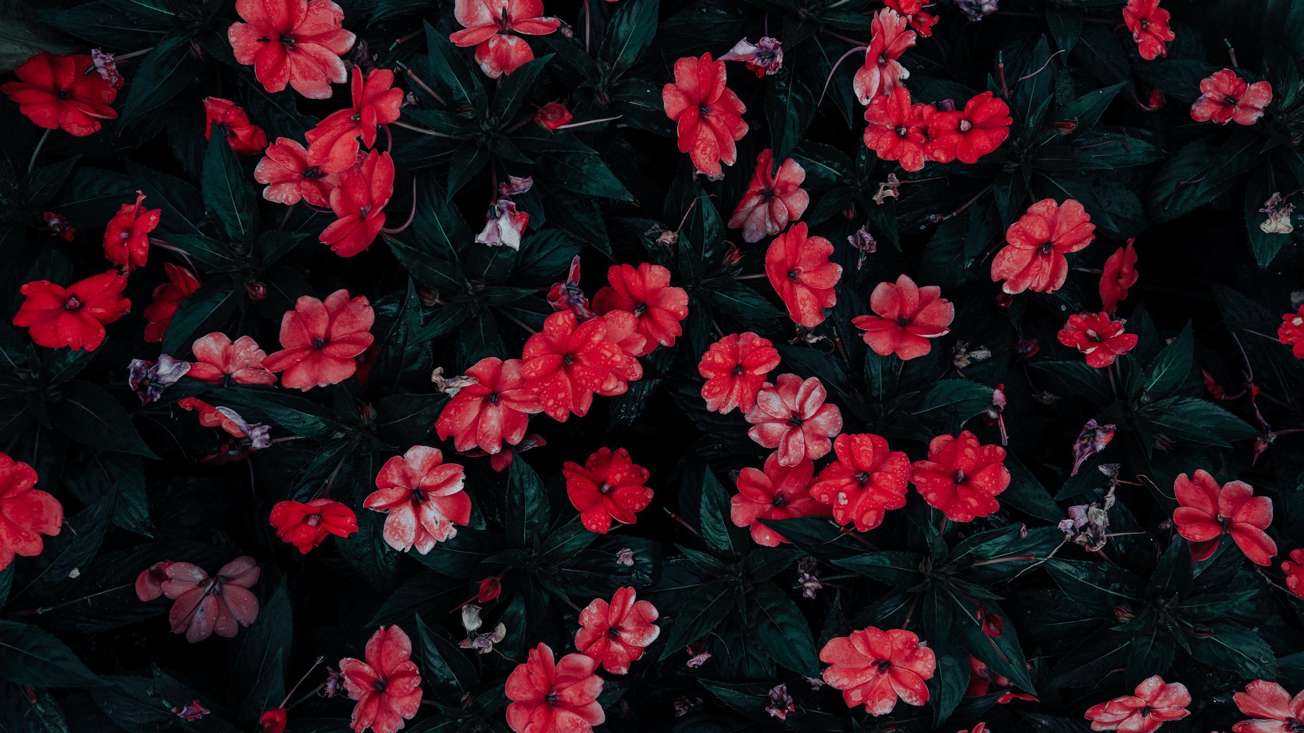 2560x1440 Download wallpaper 2560x1440 flowers, drops, red, bloom, flowerbed widescreen 16:9 HD background