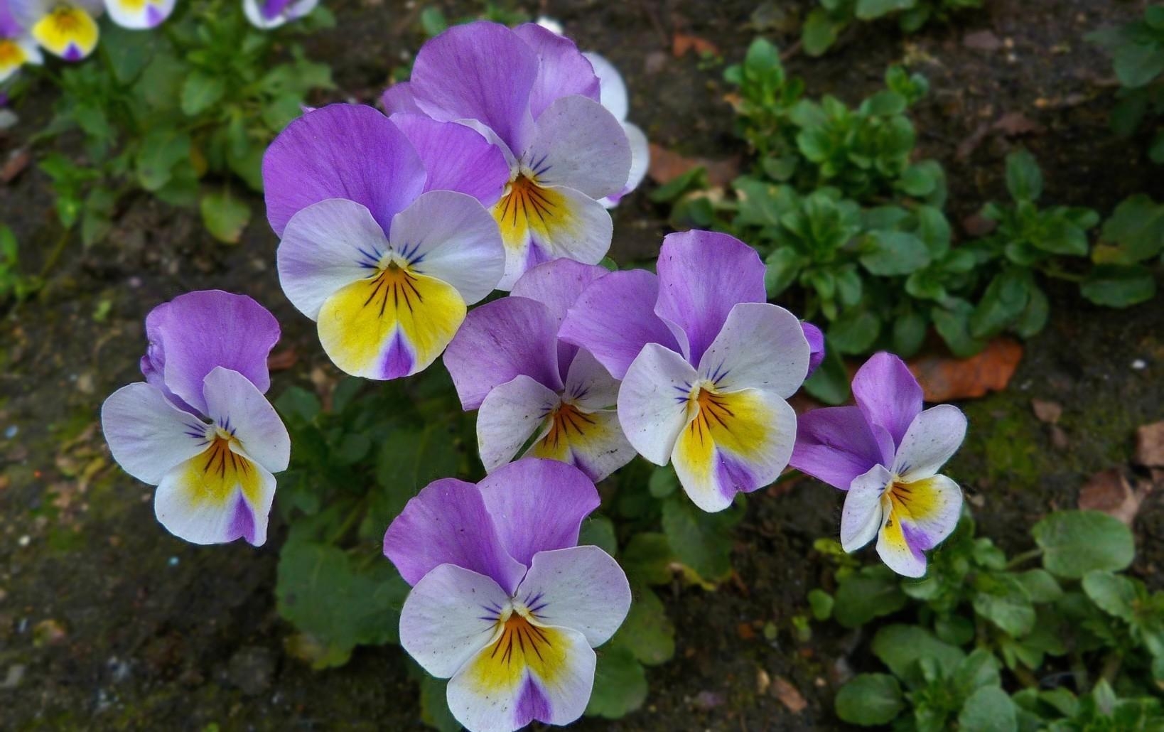 1638x1030 pansies, flowers, flowerbed Wallpaper, HD Flowers 4K Wallpaper, Image and Background