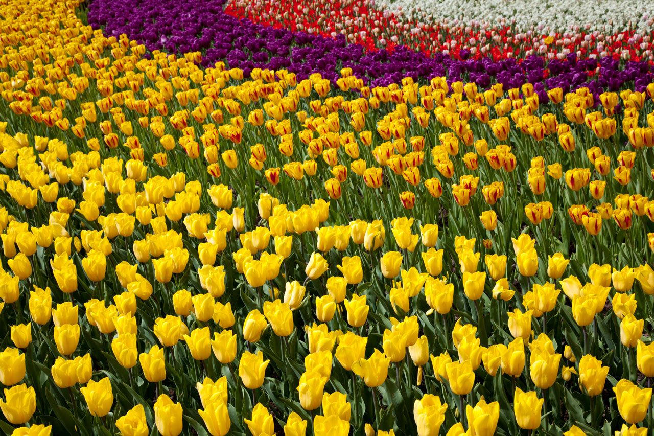 1280x853 Download free photo of Beautiful, flower, bed, bloom, blossoms