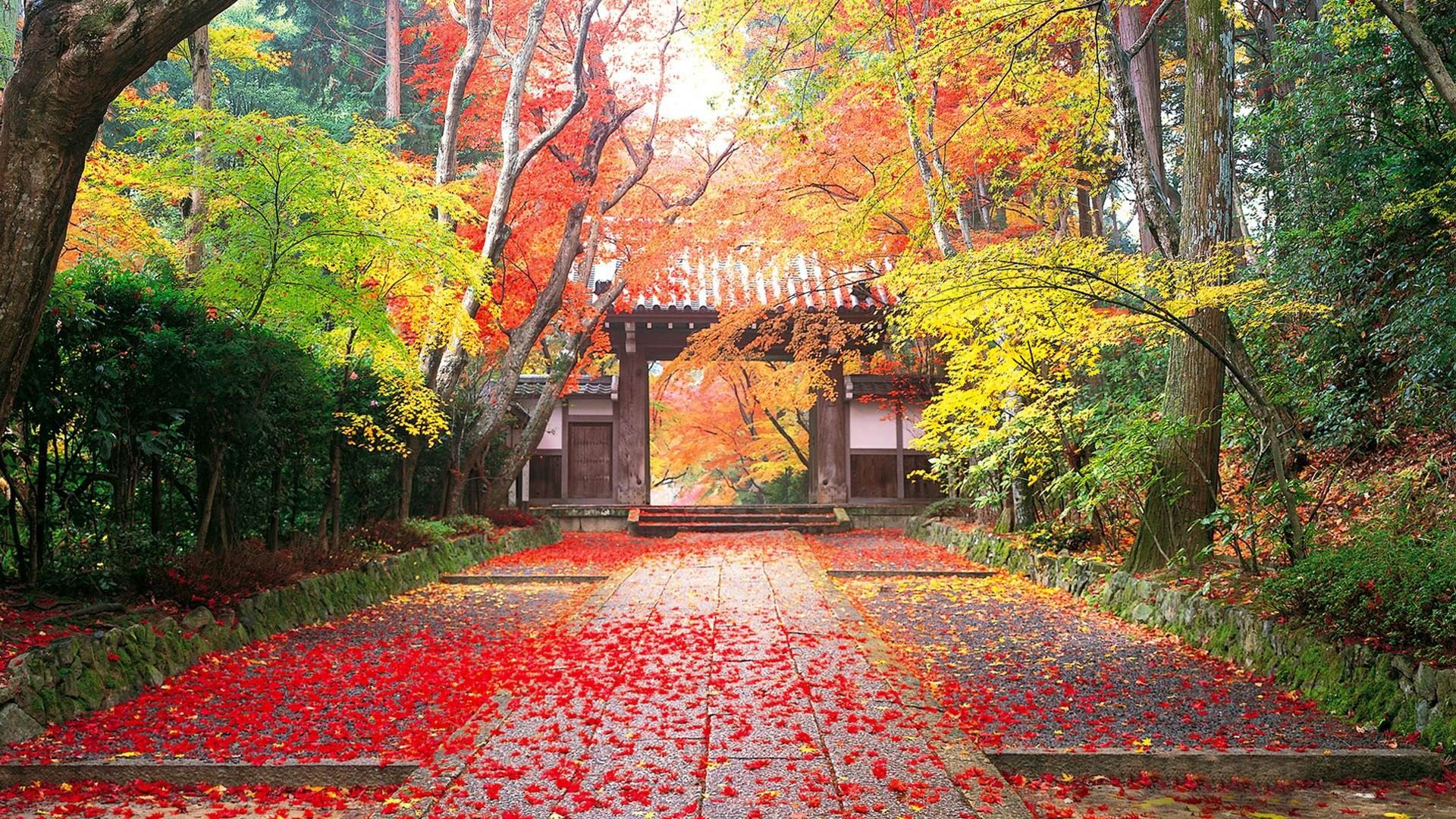 1920x1080 Autumn In Japan Golden Autumn Landscape Wallpaper