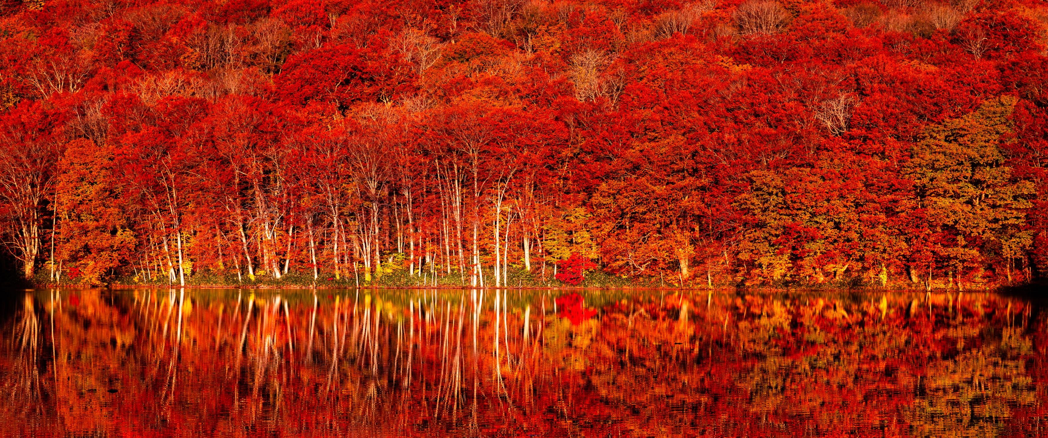 3440x1440 Autumn colors Wallpaper 4K, Tohoku, Autumn Forest
