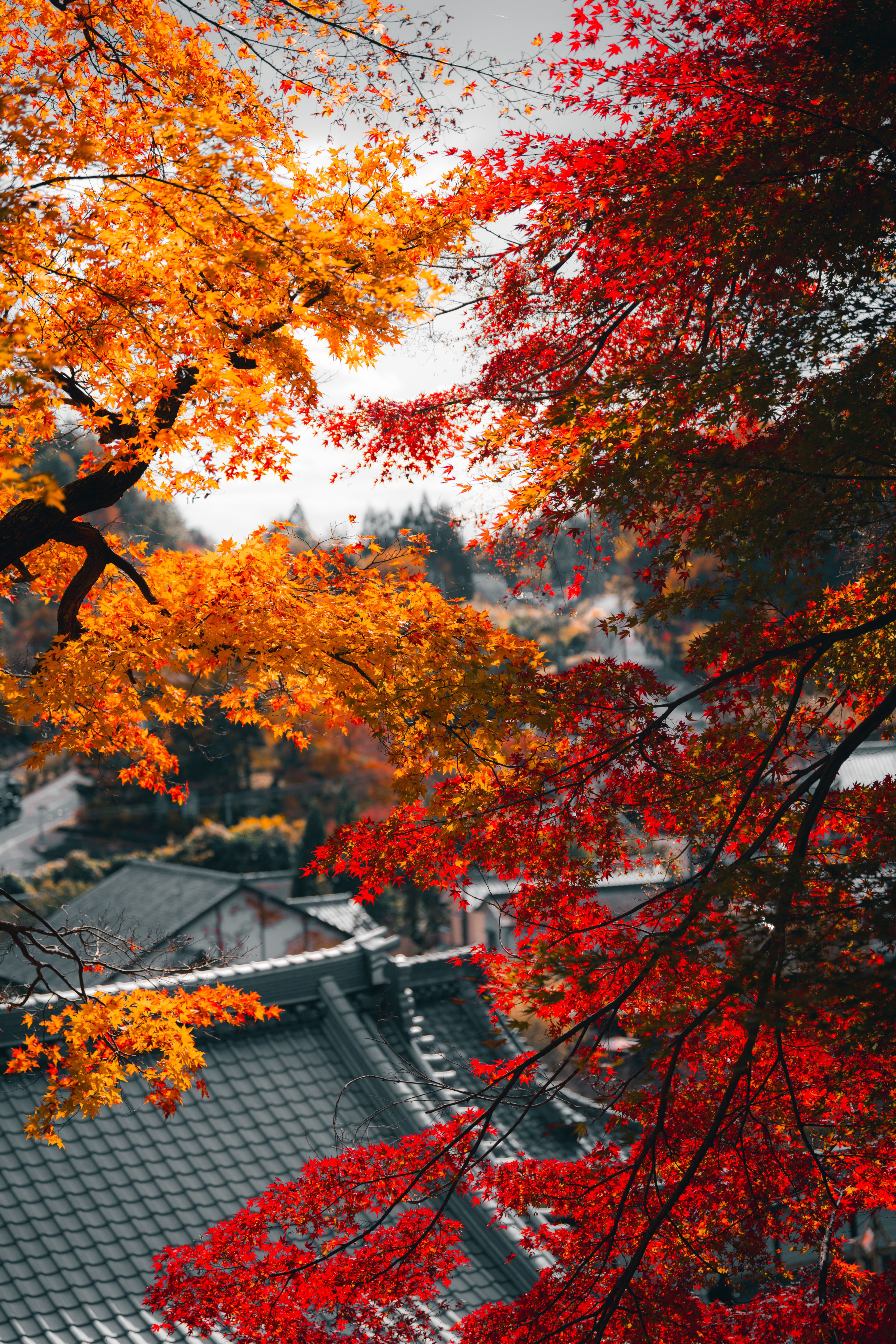 4672x7008 Autumn In Japan Photo, Download The BEST Free Autumn In Japan & HD Image