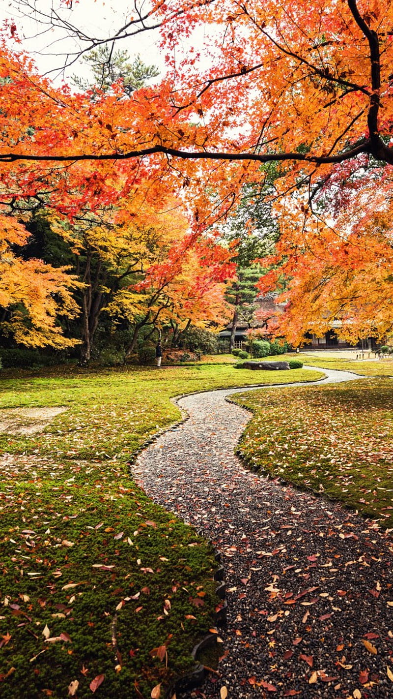 800x1421 Nature Autumn, yoshikien, garden japan, HD phone wallpaper