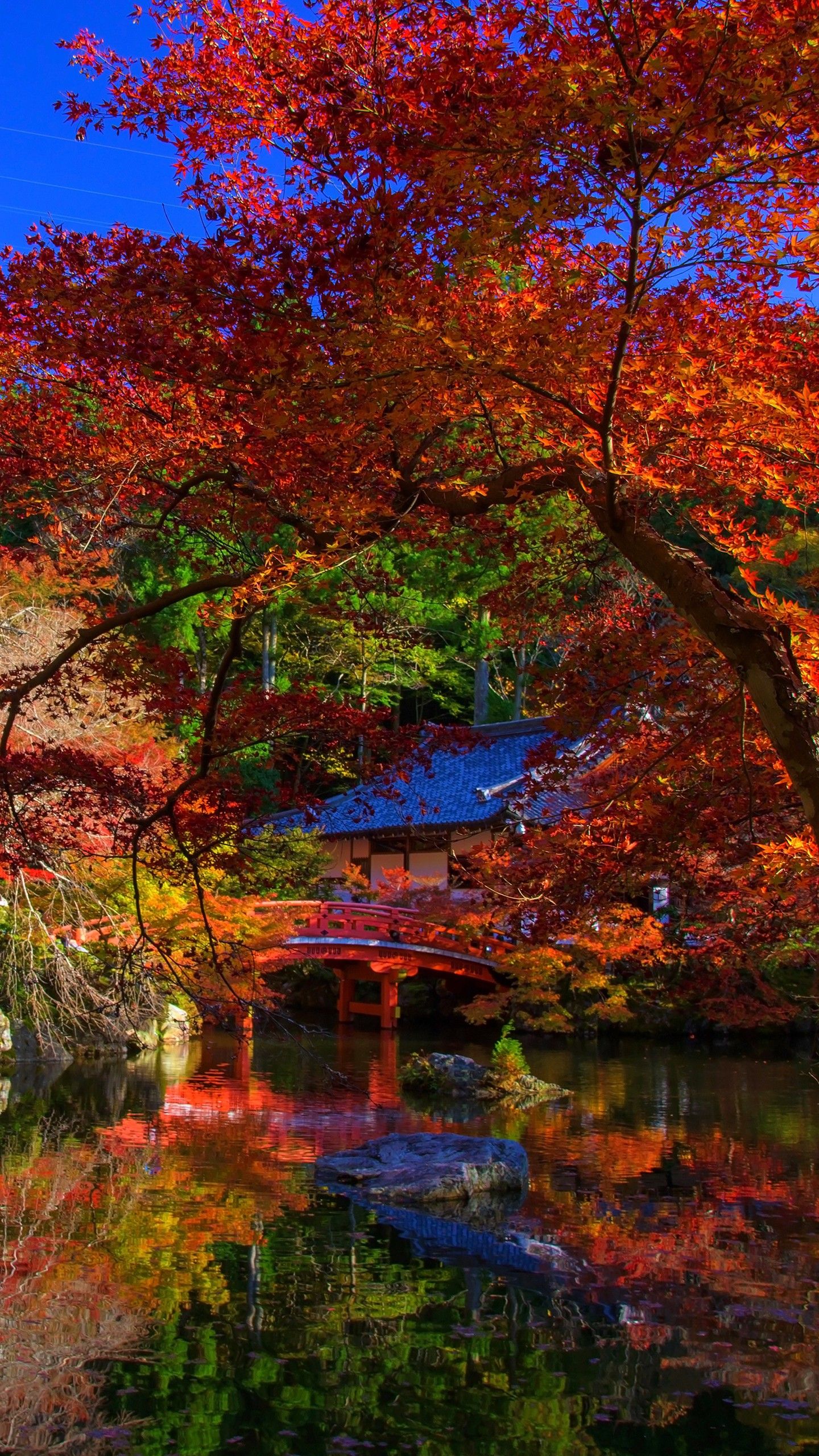1440x2560 Japanese Garden Autumn Trees Reflection On Pond Under Blue Sky 4K 5K HD Travel Wallpaper