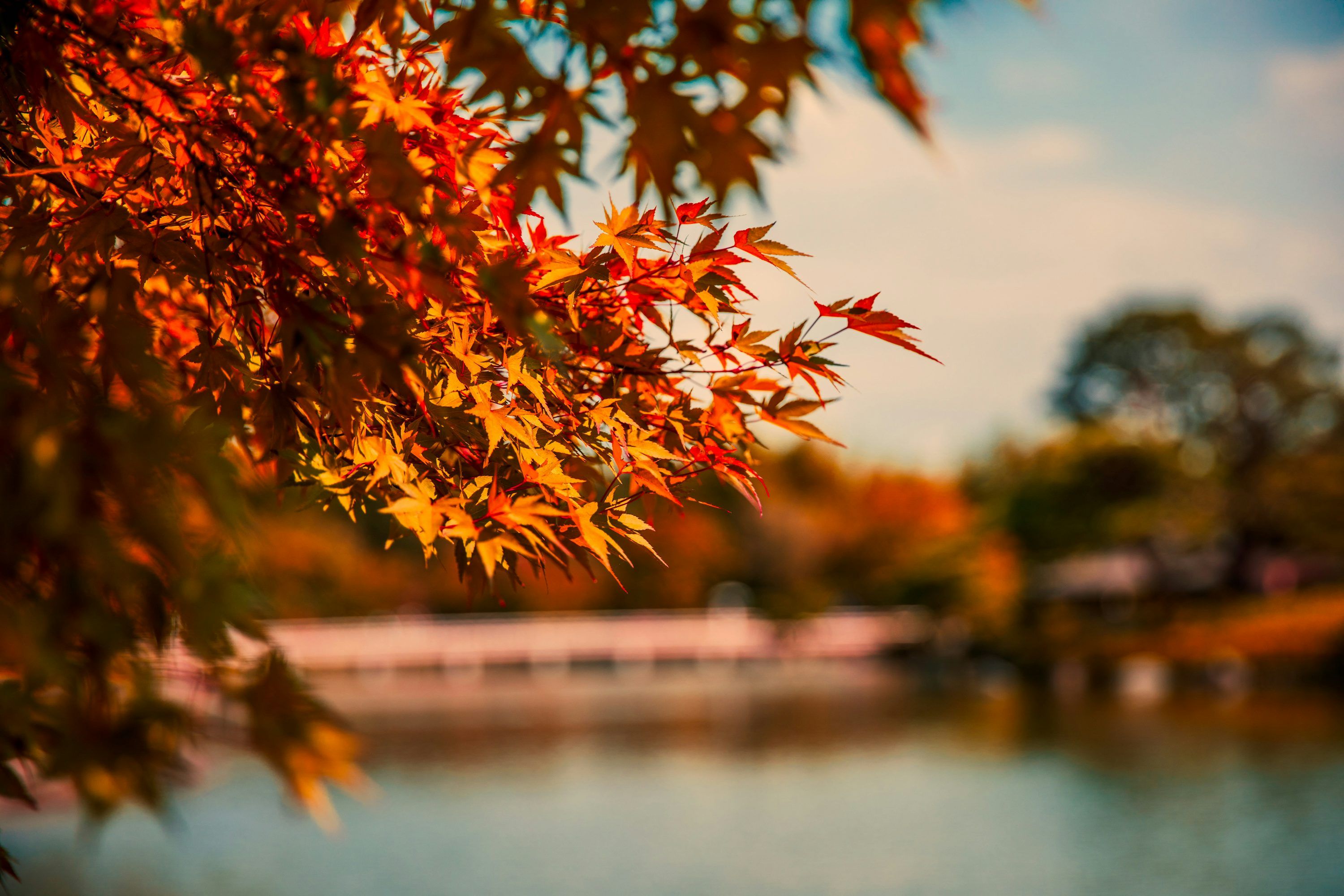 3000x2000 Autumn Japan Picture. Download Free Image