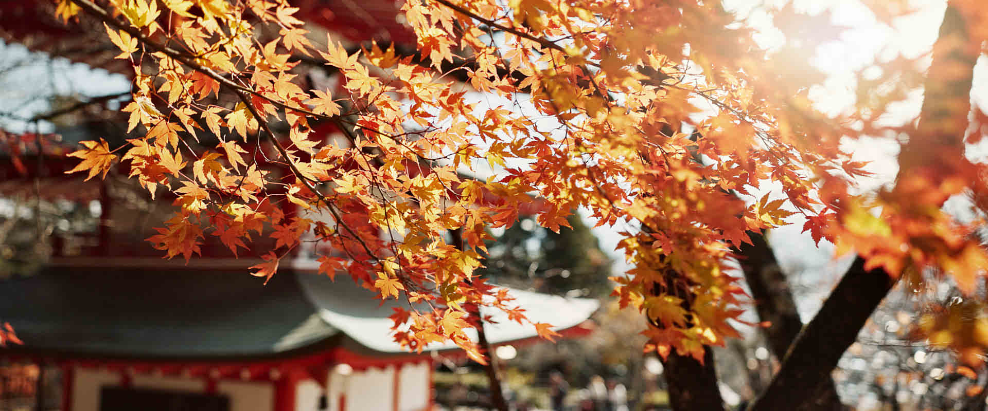 1920x800 Where to See Autumn Leaves in Japan: Best Fall Foliage Spots