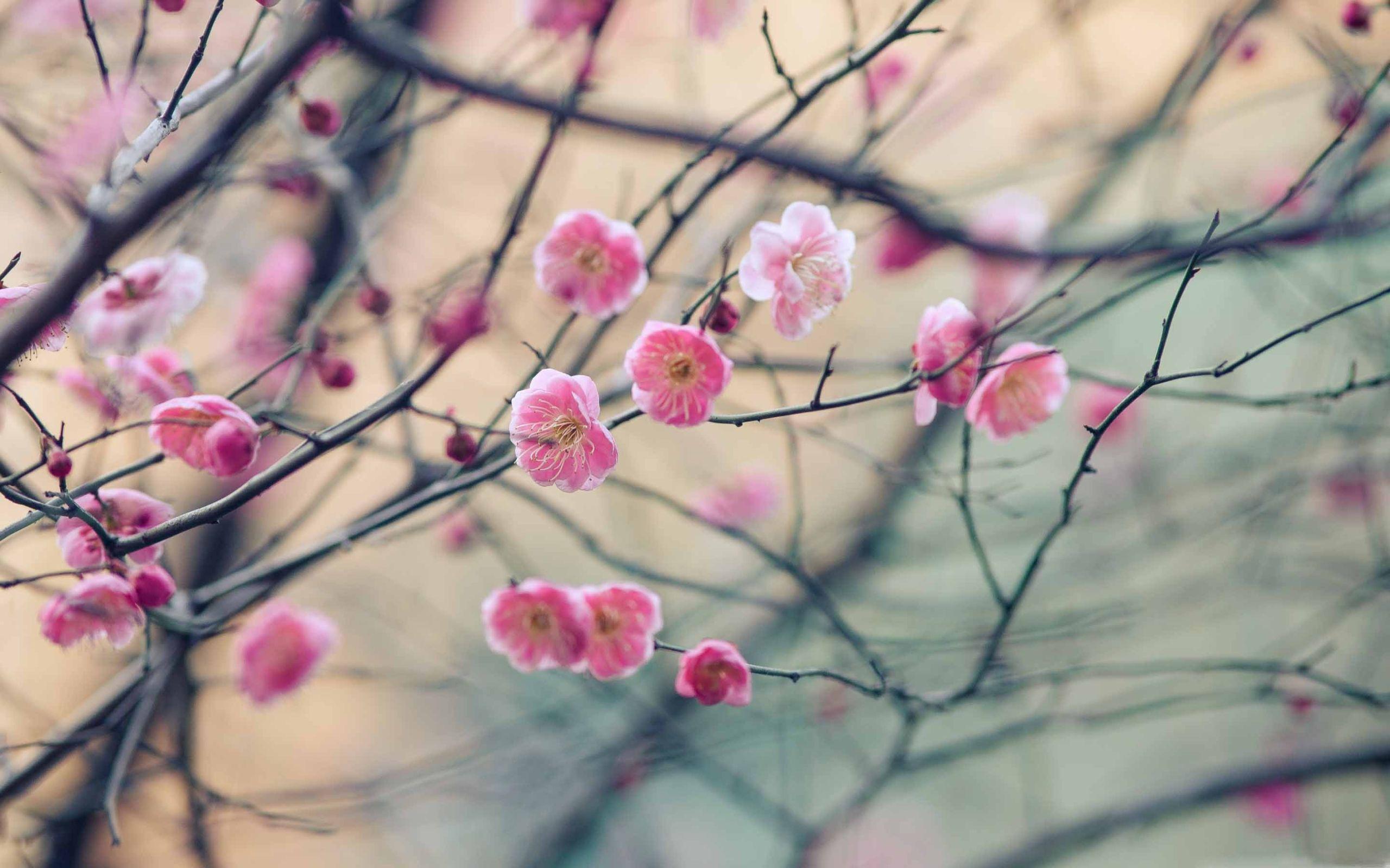2560x1600 Plum Blossom MacBook Air Wallpaper Download